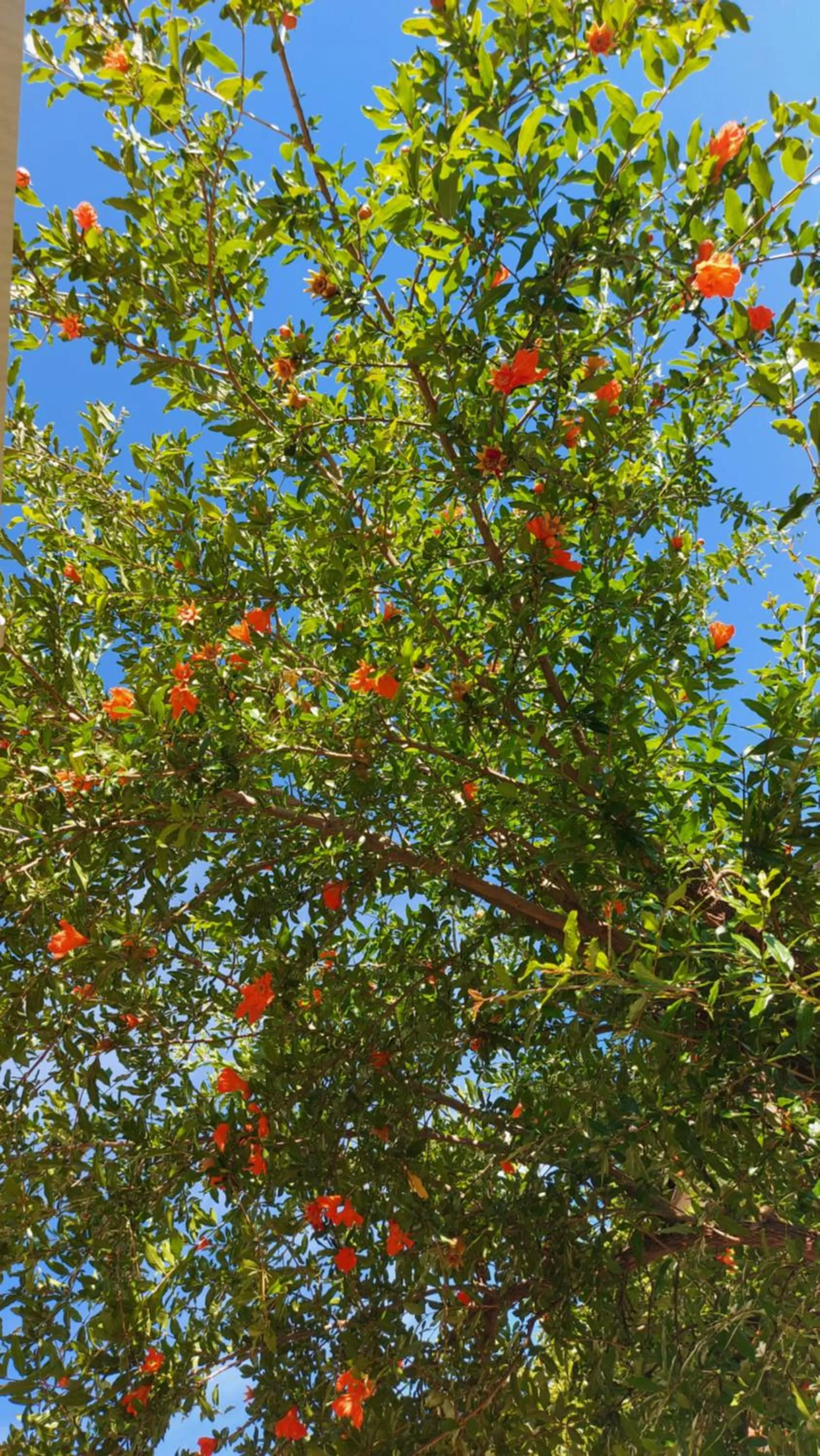 Garden in Villa Fortuna