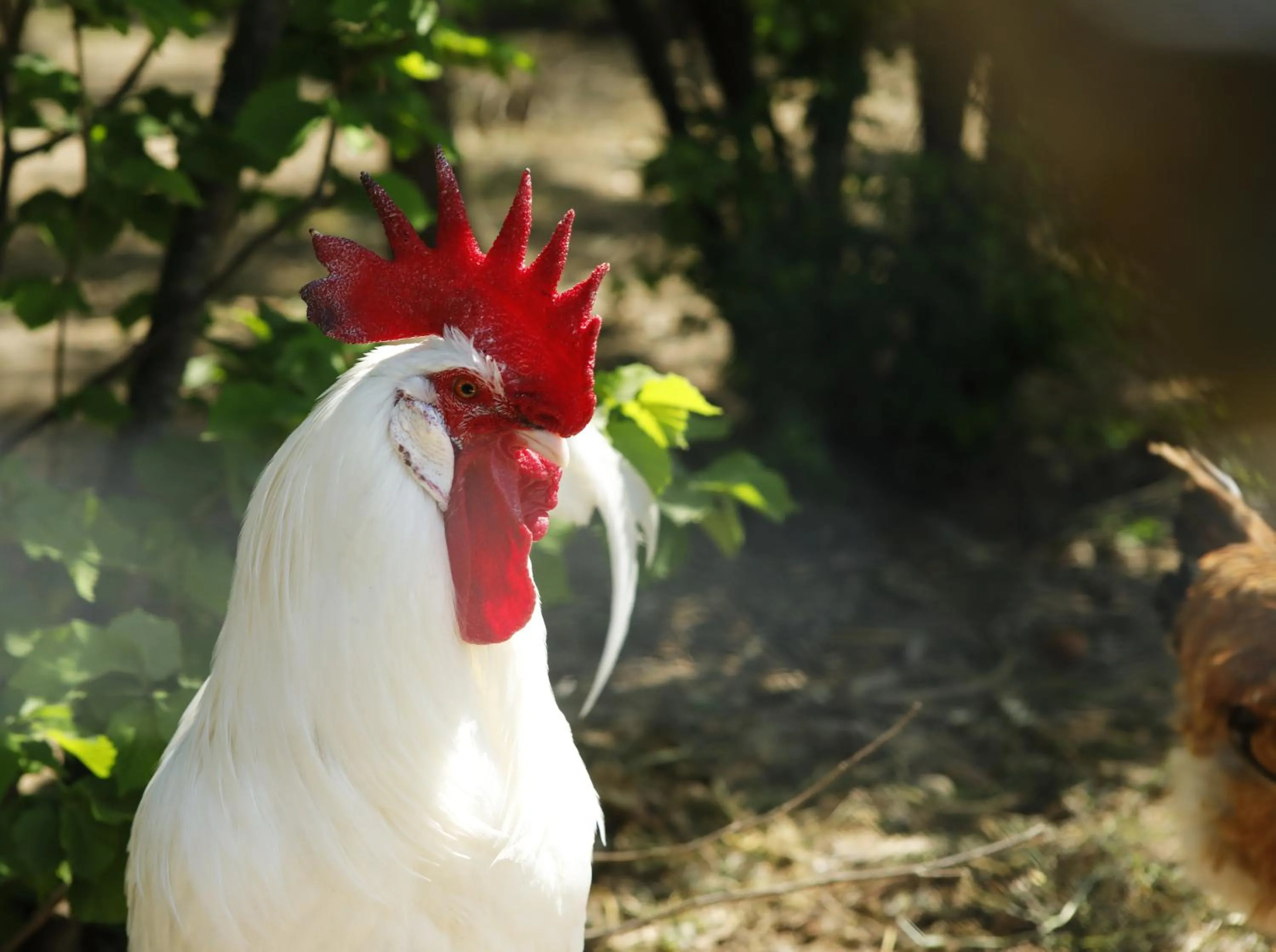 Animals in Belvedere