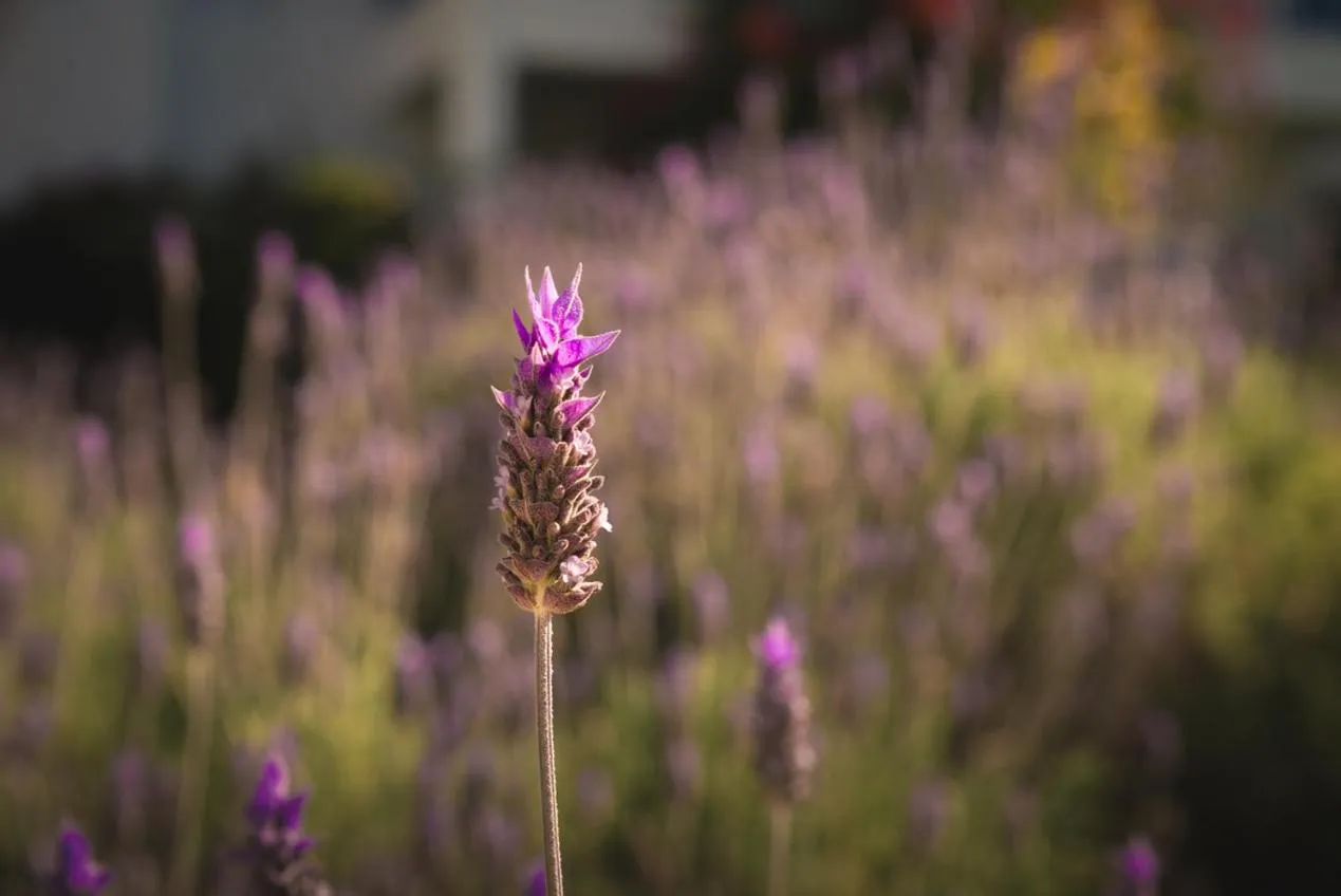 Garden view in Kalá Hotel Boutique