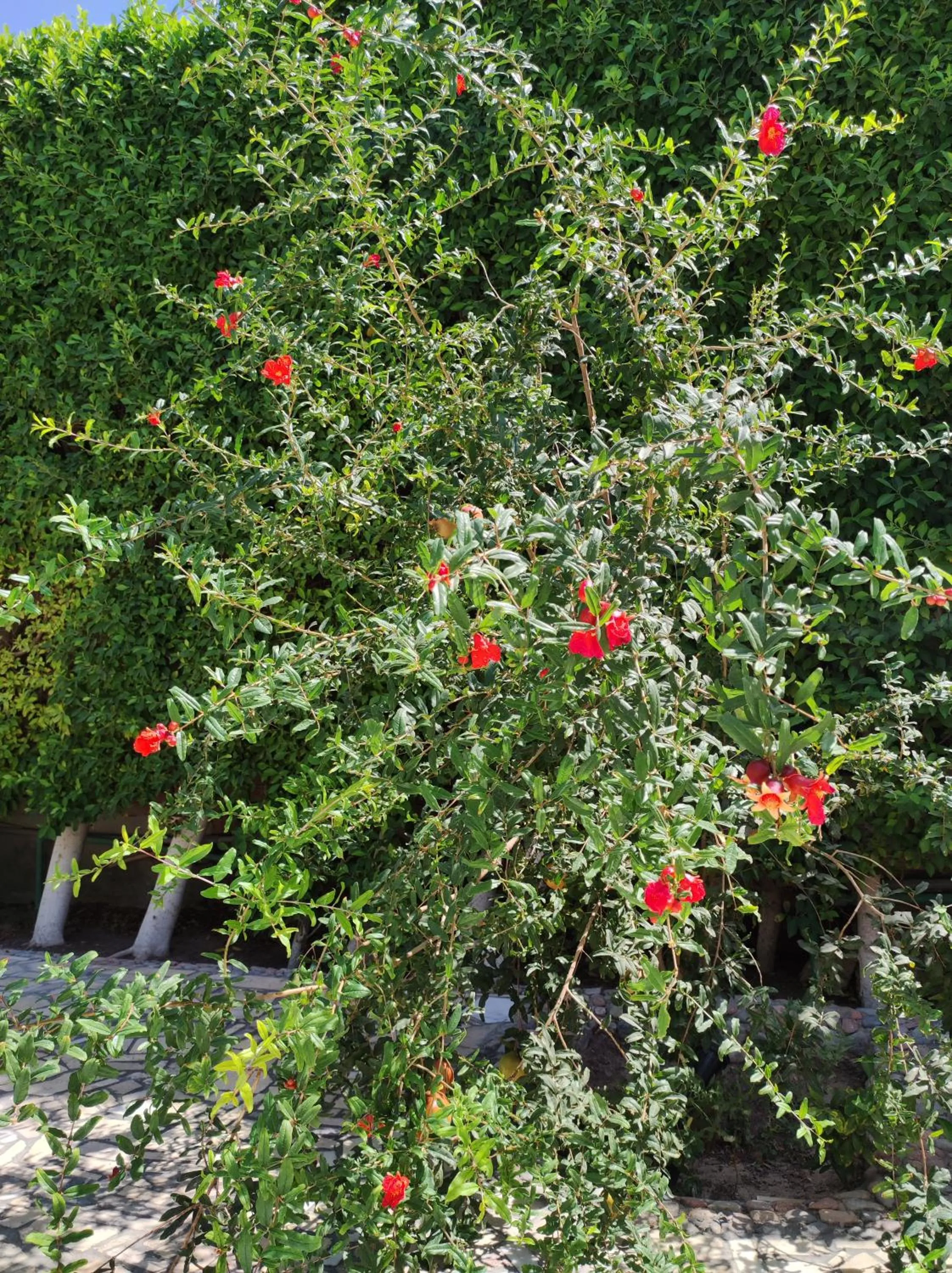 Garden in Villa Rayan