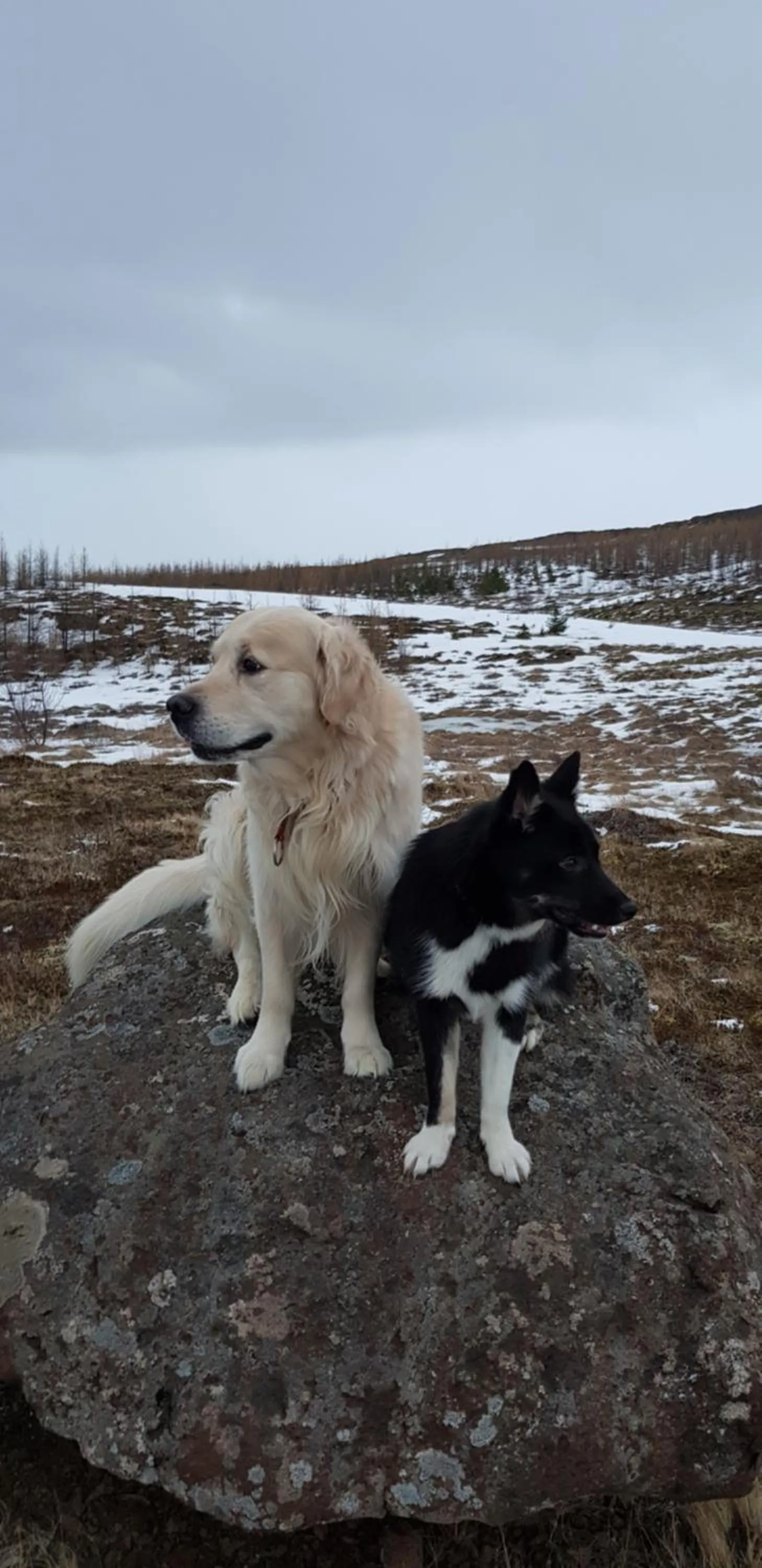 Pets in Mjóanes accommodation