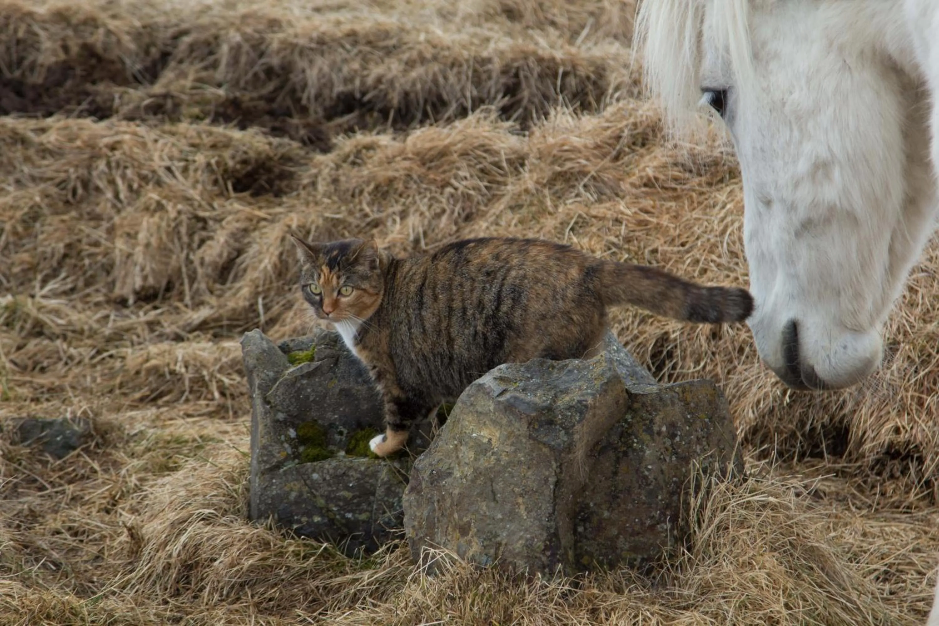 Animals in Mjóanes accommodation