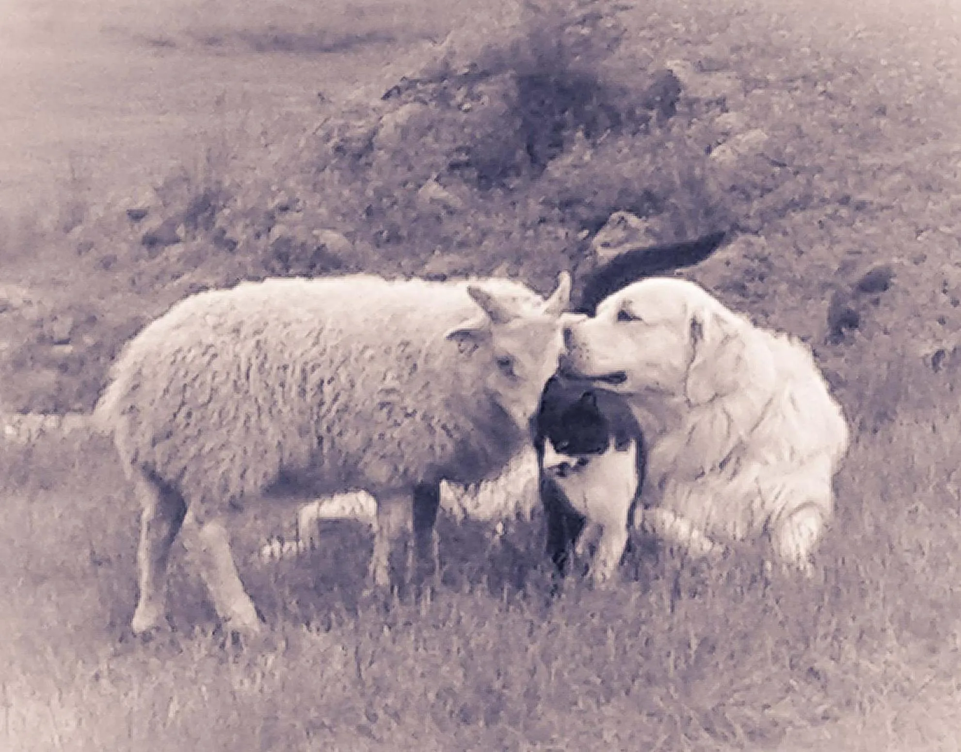 Pets in Mjóanes accommodation