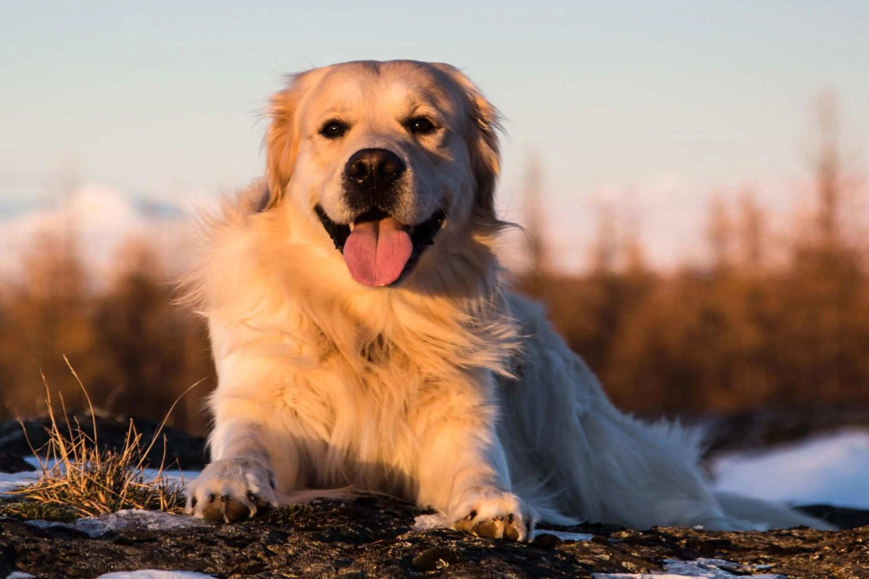 Pets in Mjóanes accommodation