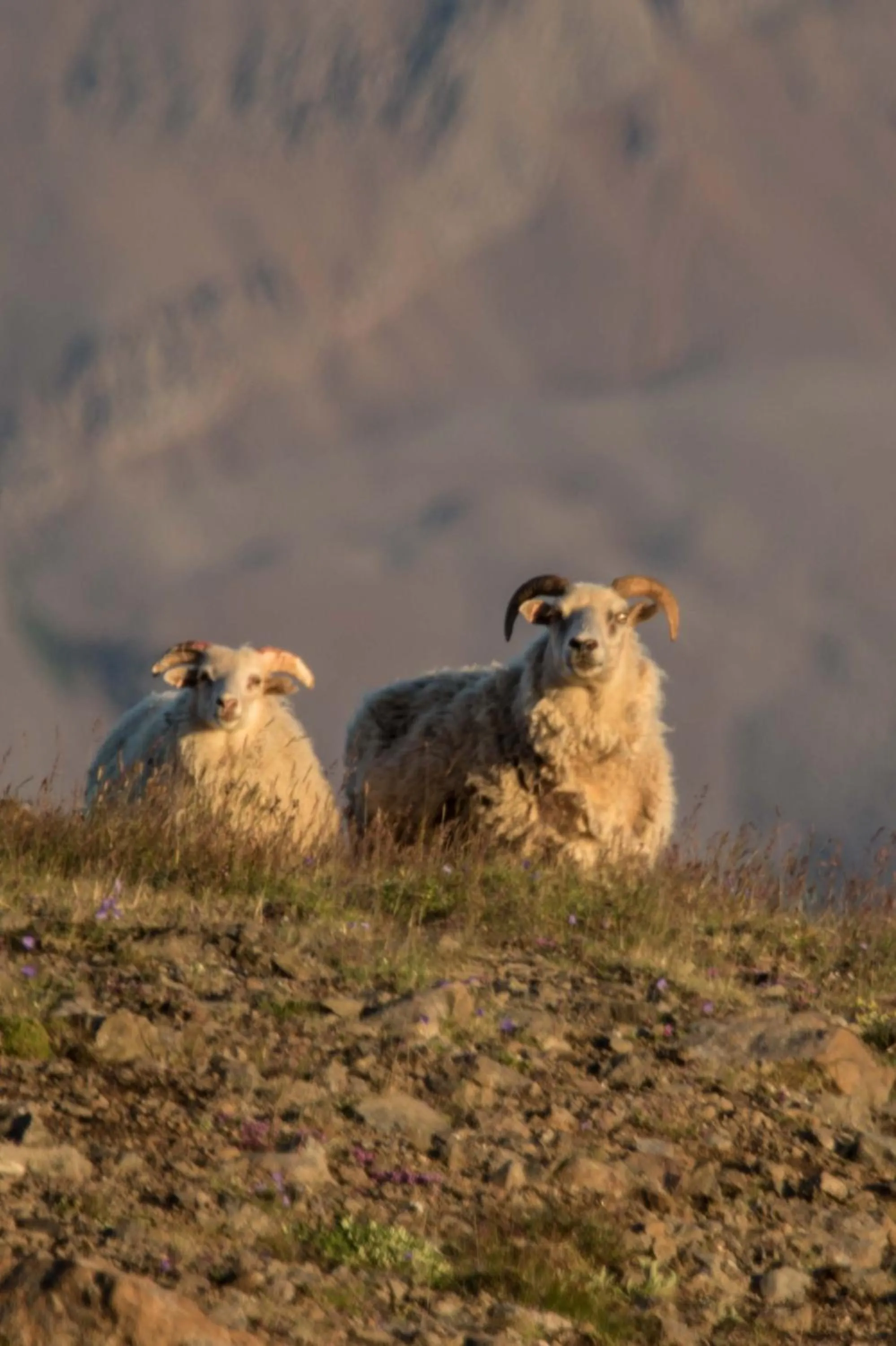 Off site in Mjóanes accommodation