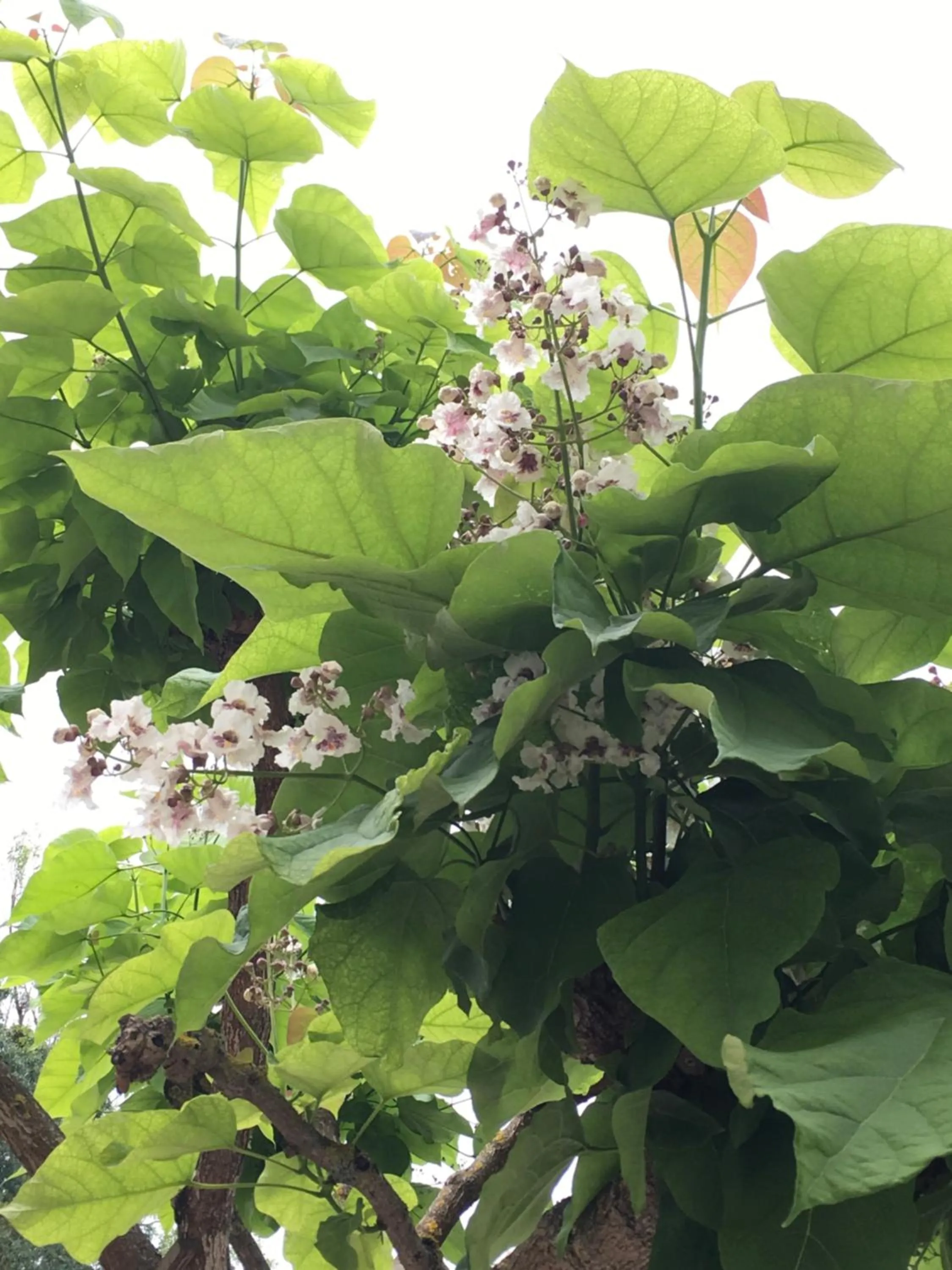 Garden in Manoir le Bout du Pont-Chambres d'Hôtes