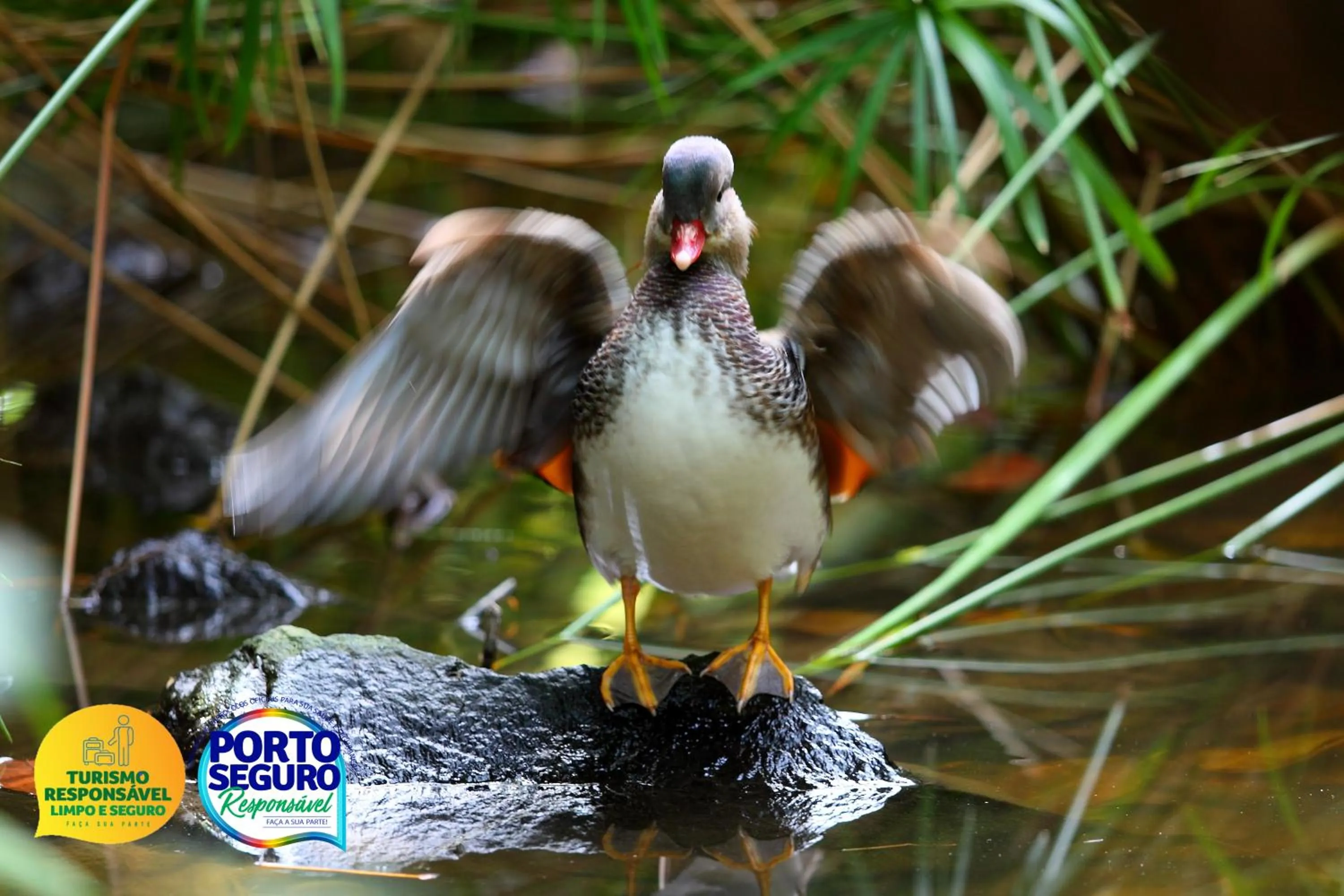 Animals in Beijamar Praia Hotel