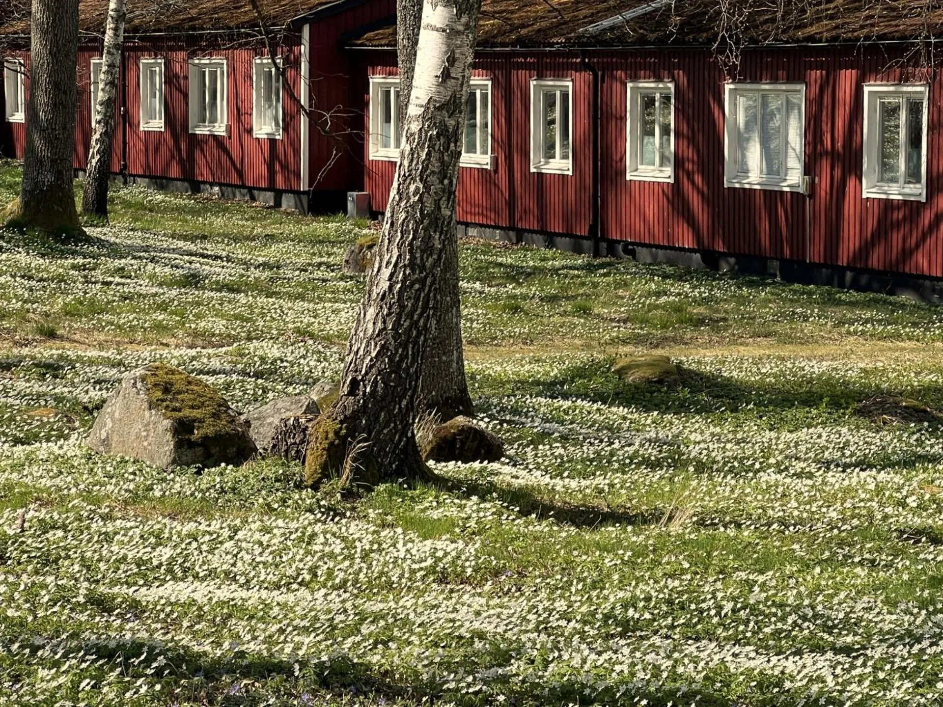 Neighbourhood in Rasta Arboga