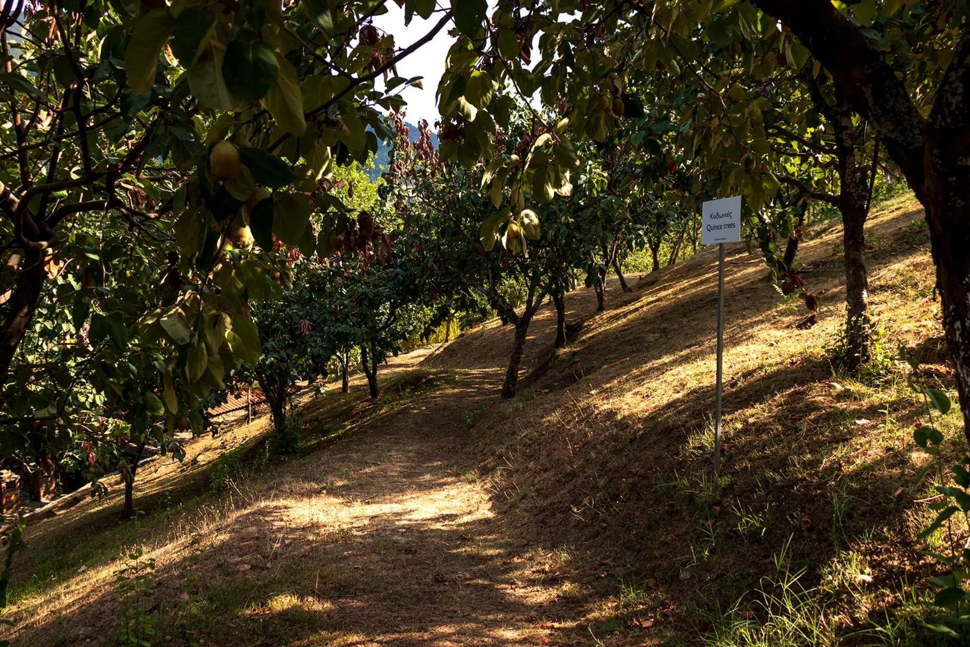 Natural landscape in Ktima Bellou