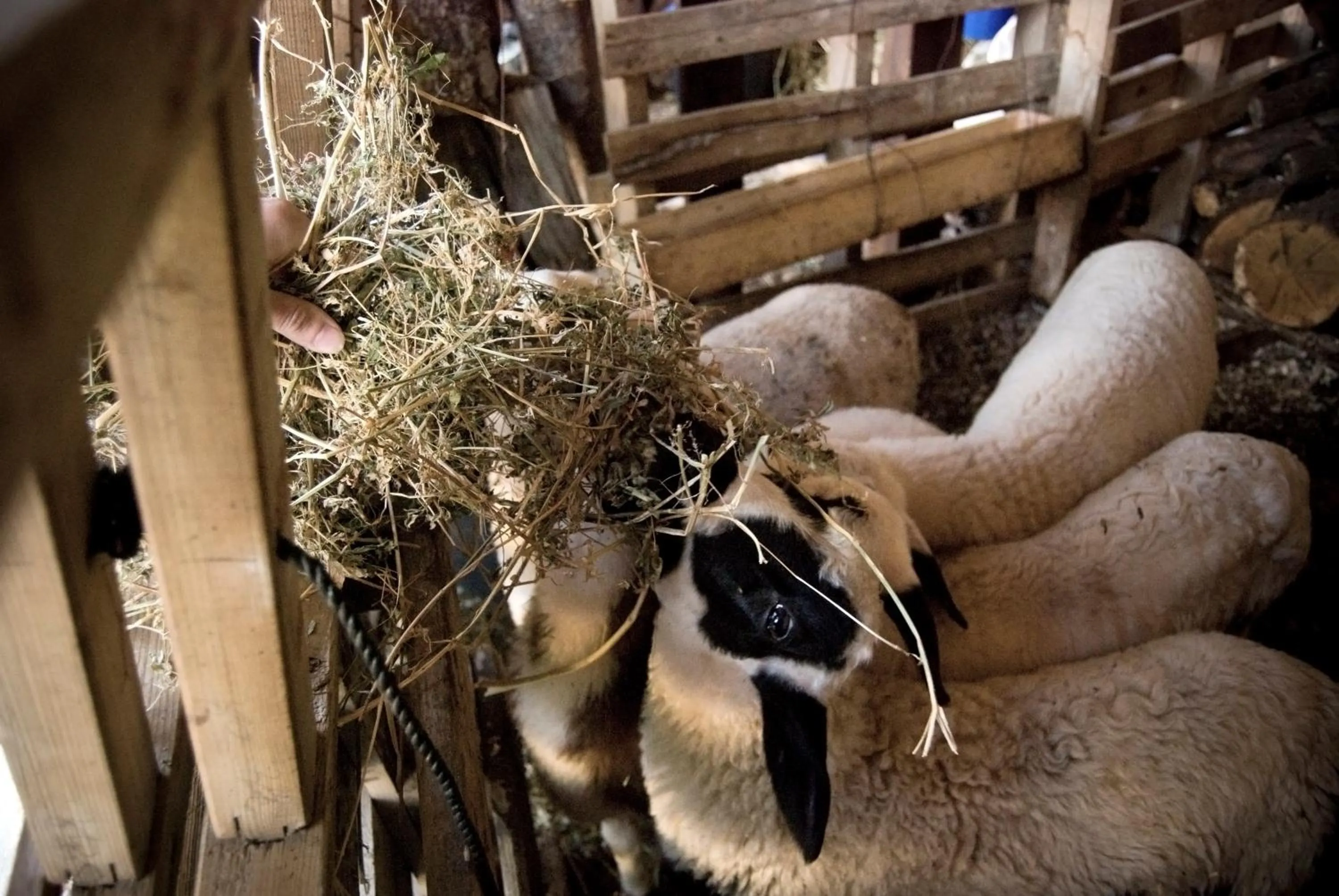 Animals in Ktima Bellou