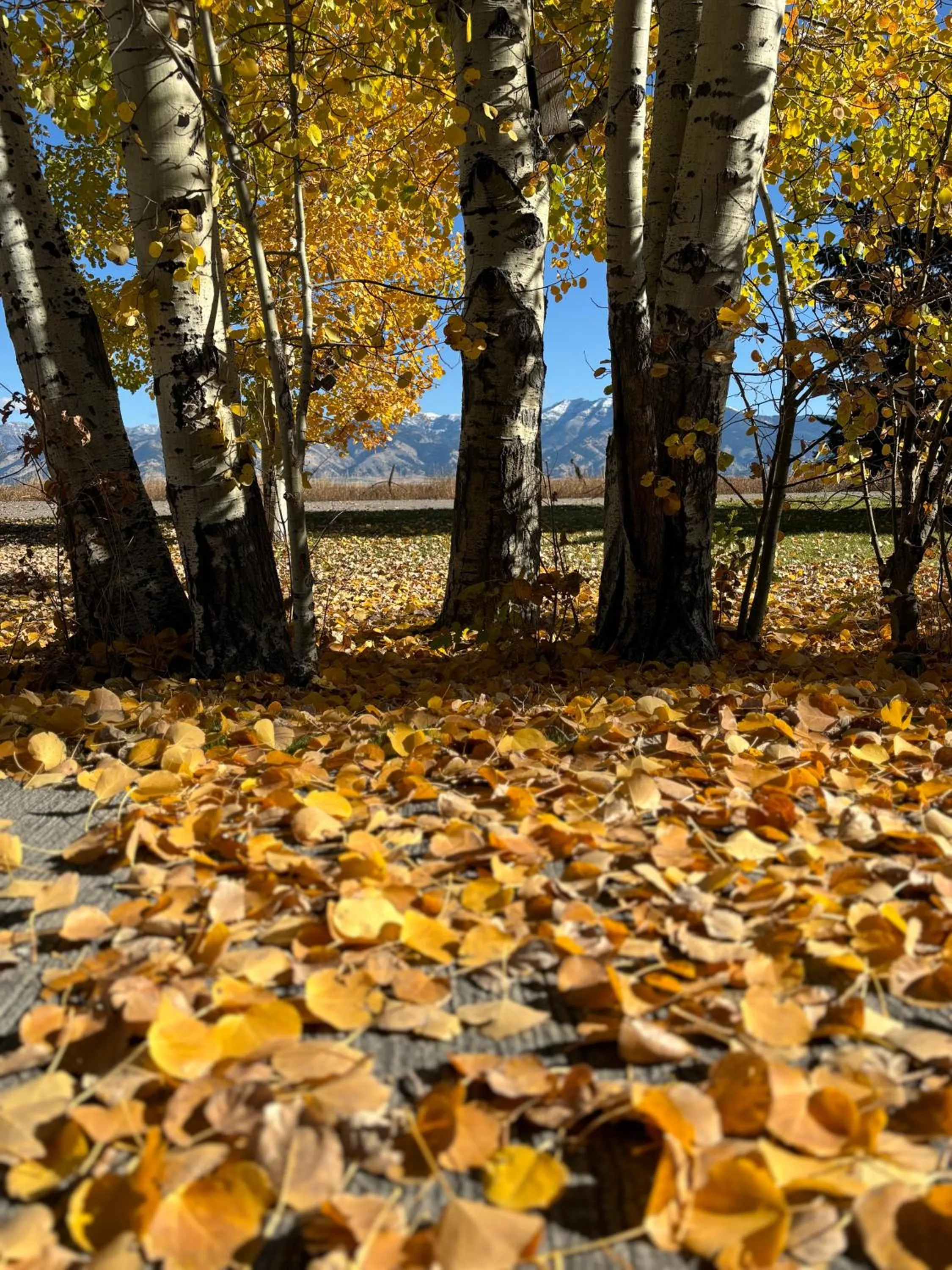 Natural landscape in Fox Hollow Inn