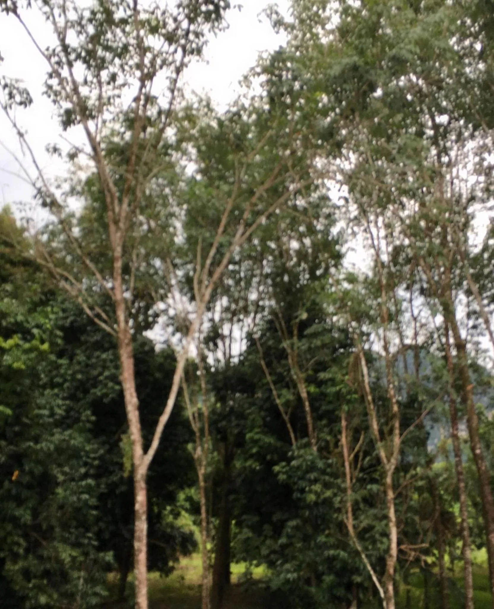 Khaosok Secret Hostel