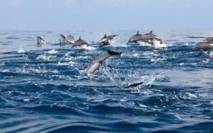Animals in Majestic Beach Retreat