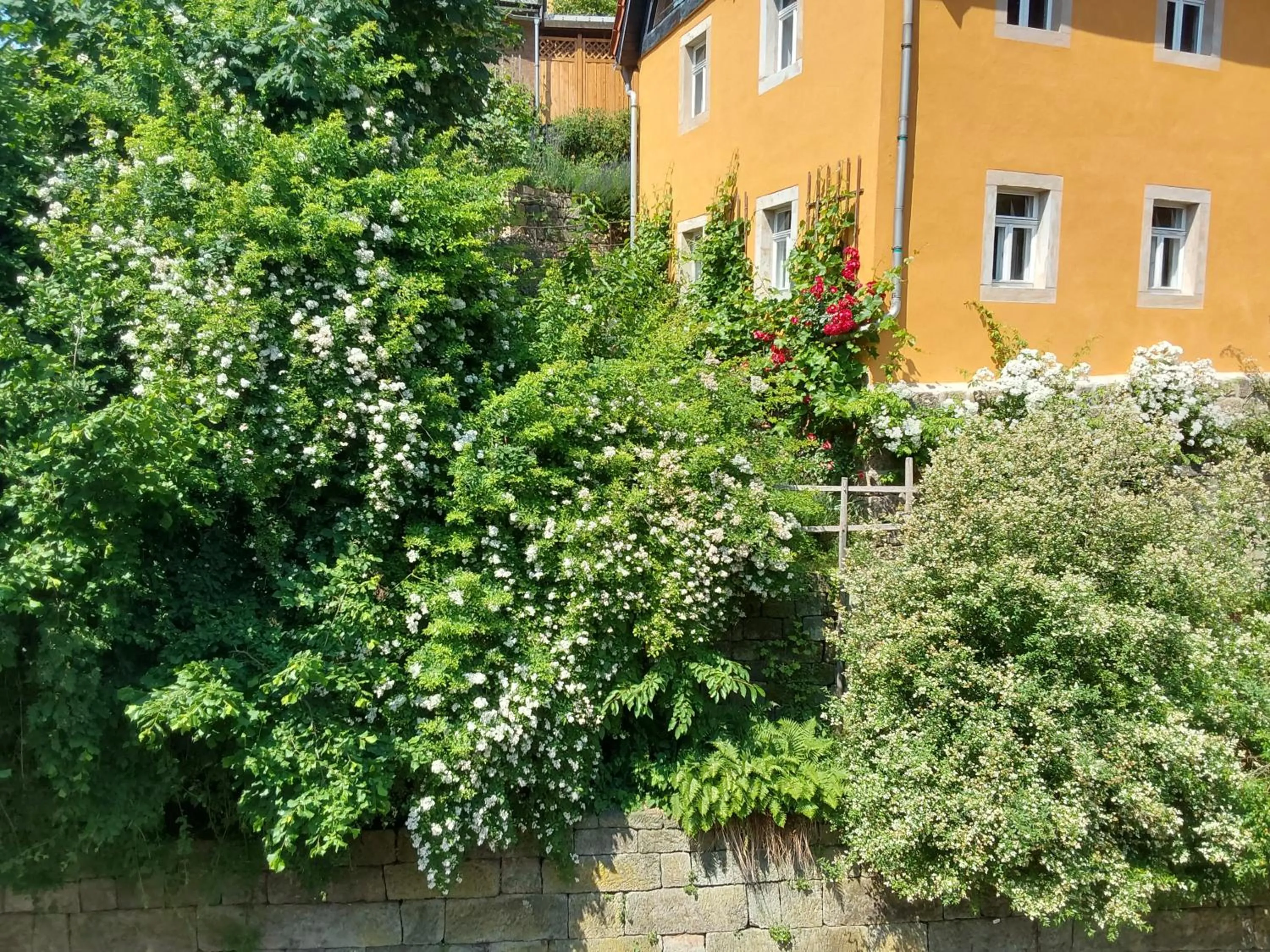 Garden view in Bed and Breakfast Wehlen