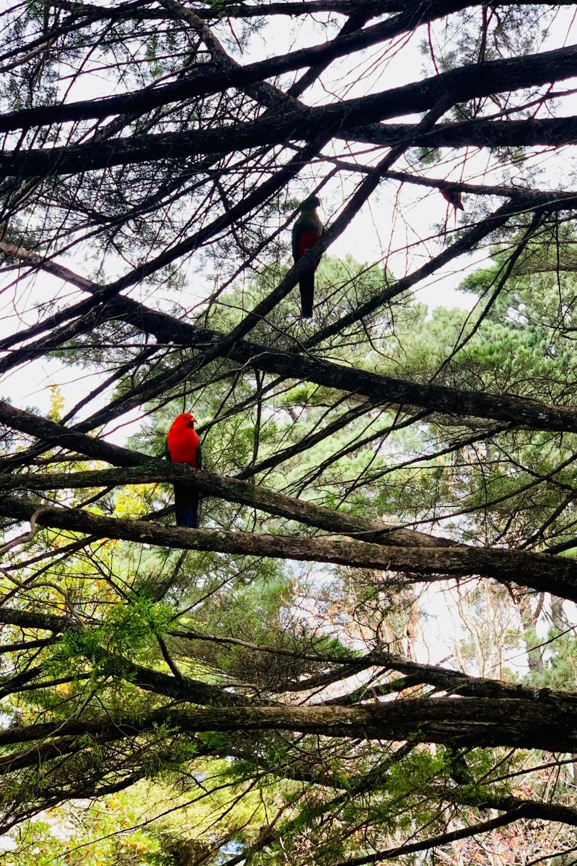 Natural landscape in Falls Mountain Retreat Blue Mountains