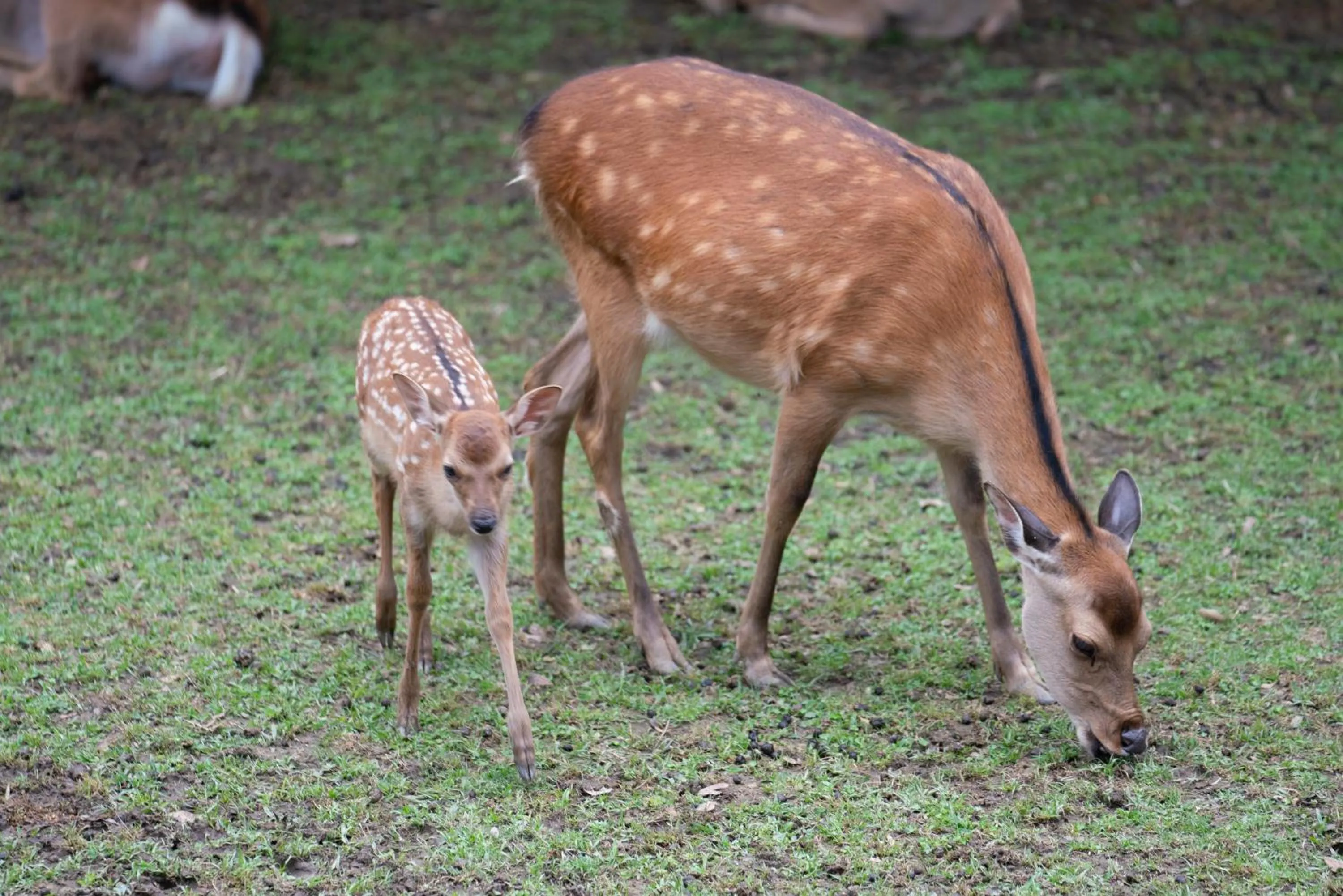 Nearby landmark in Hotel Nikko Nara