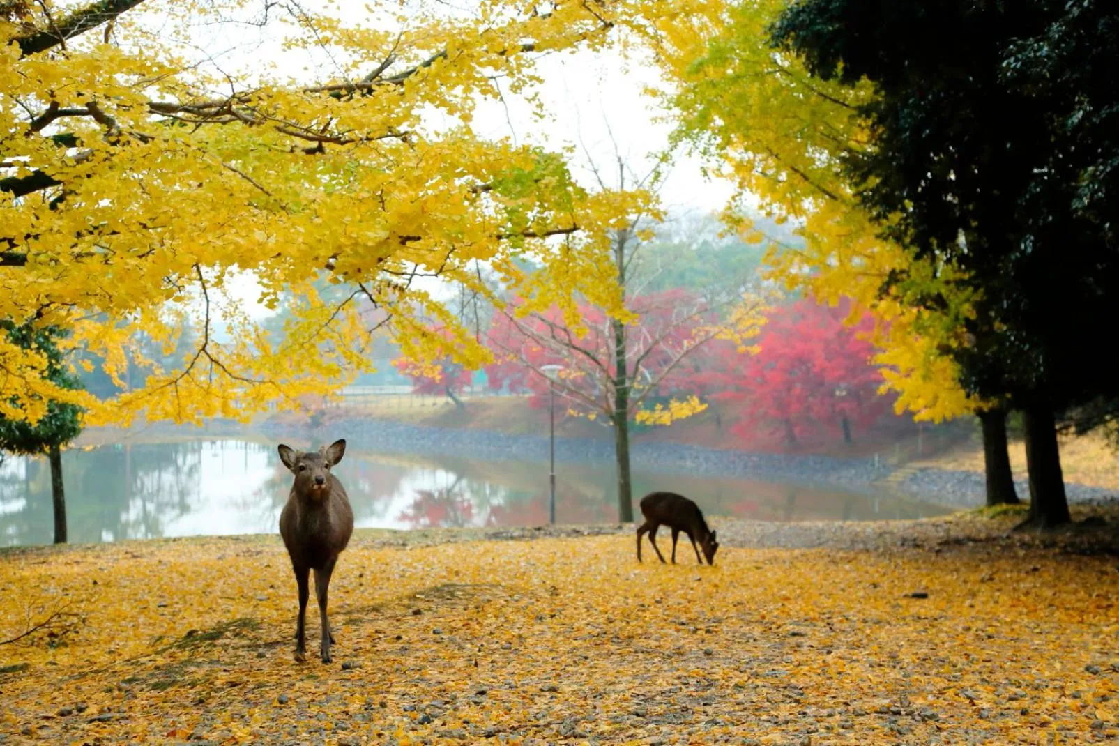 Nearby landmark in Hotel Nikko Nara