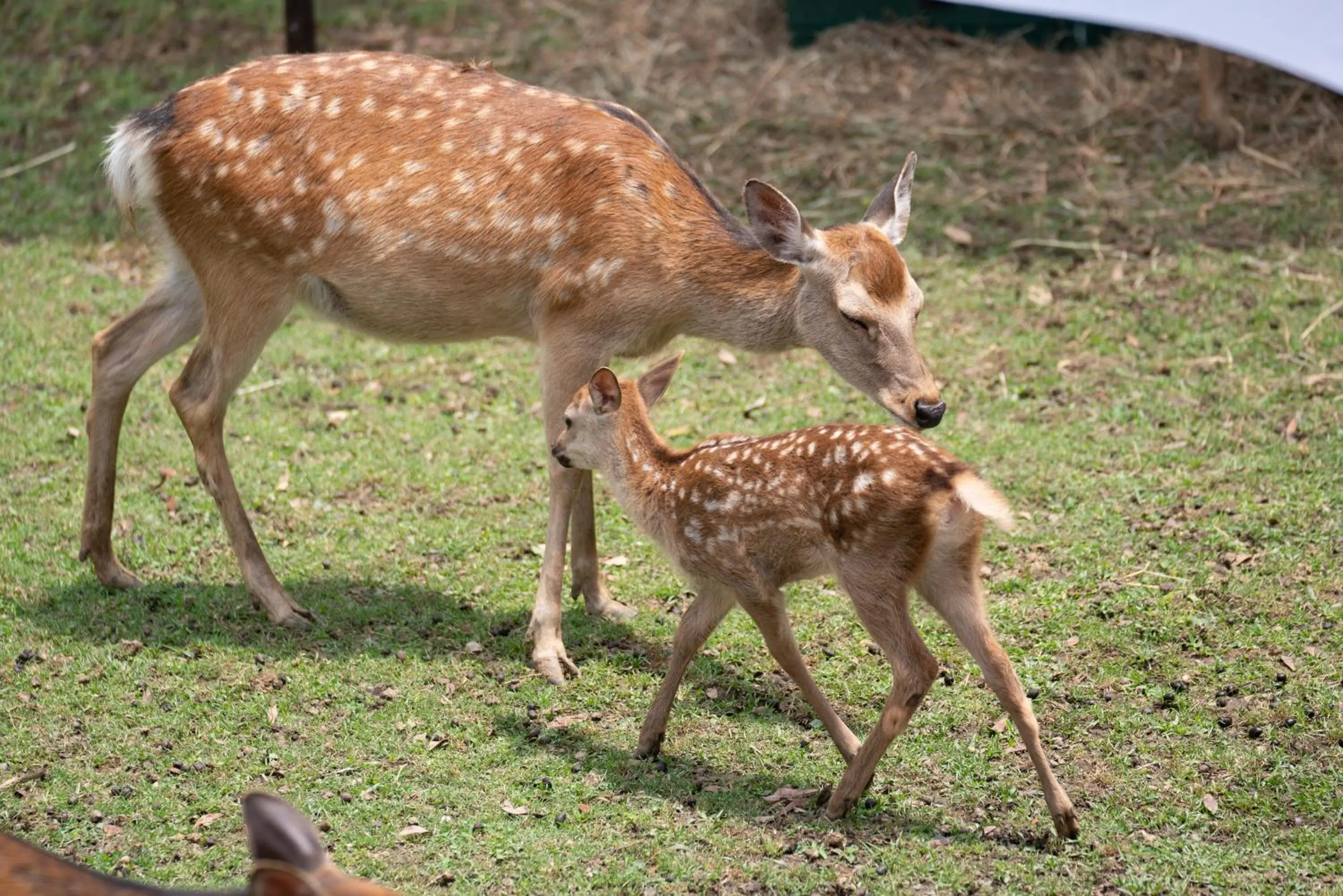 Nearby landmark in Hotel Nikko Nara
