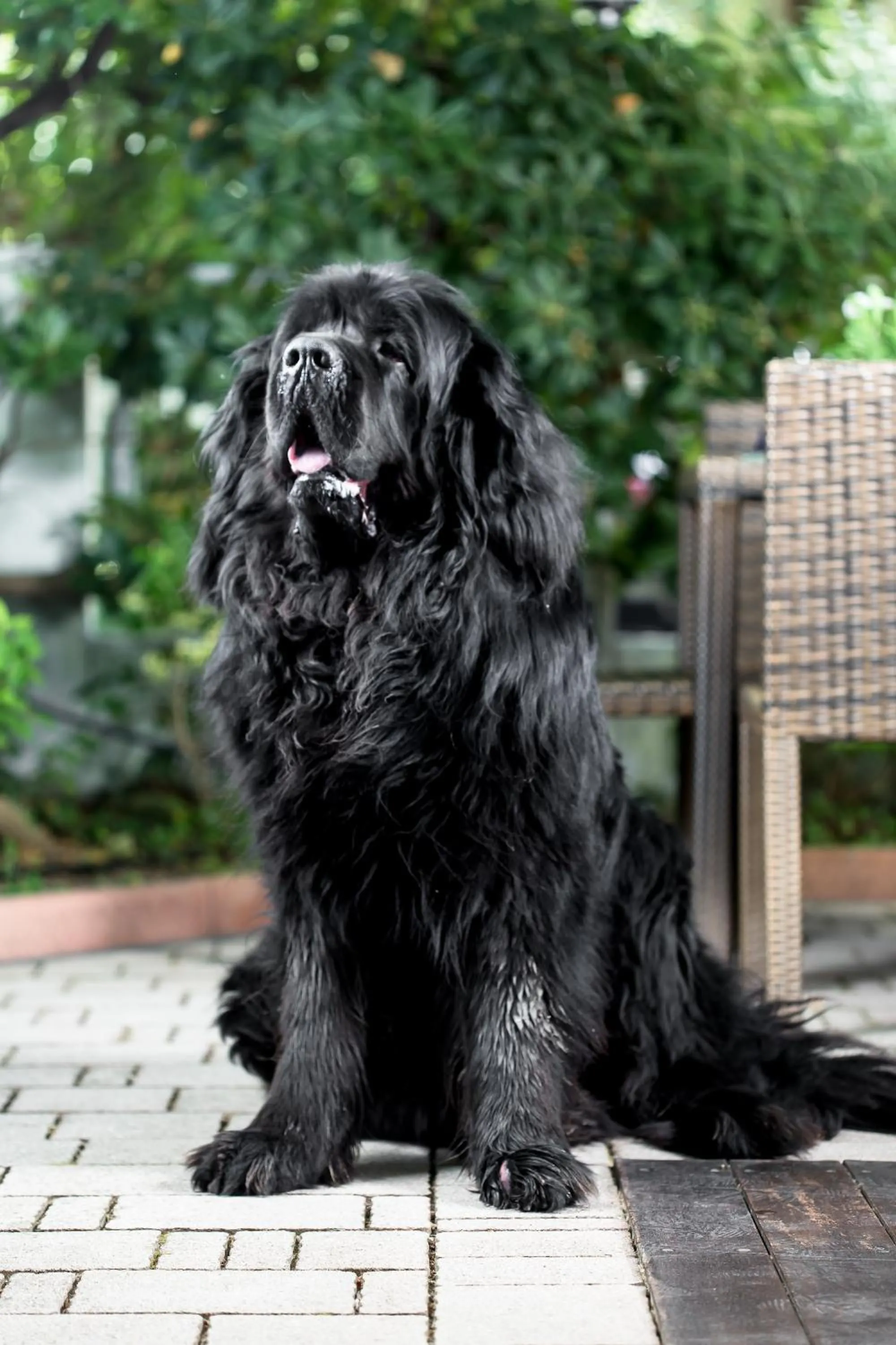 Pets in Hotel Gianlore