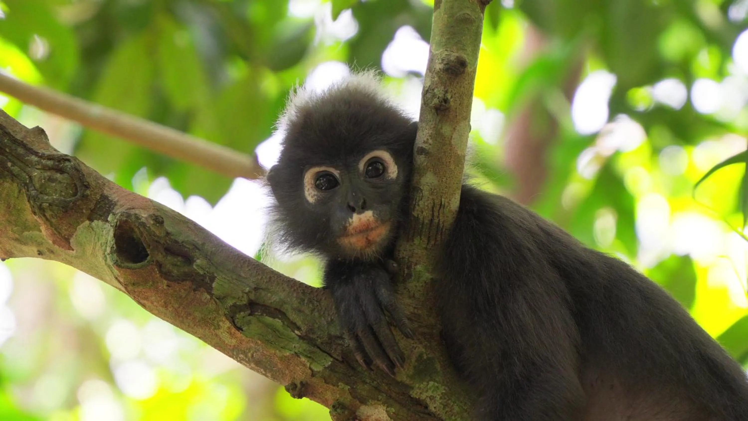 Natural landscape in Ambong Pool Villas - Private Pool