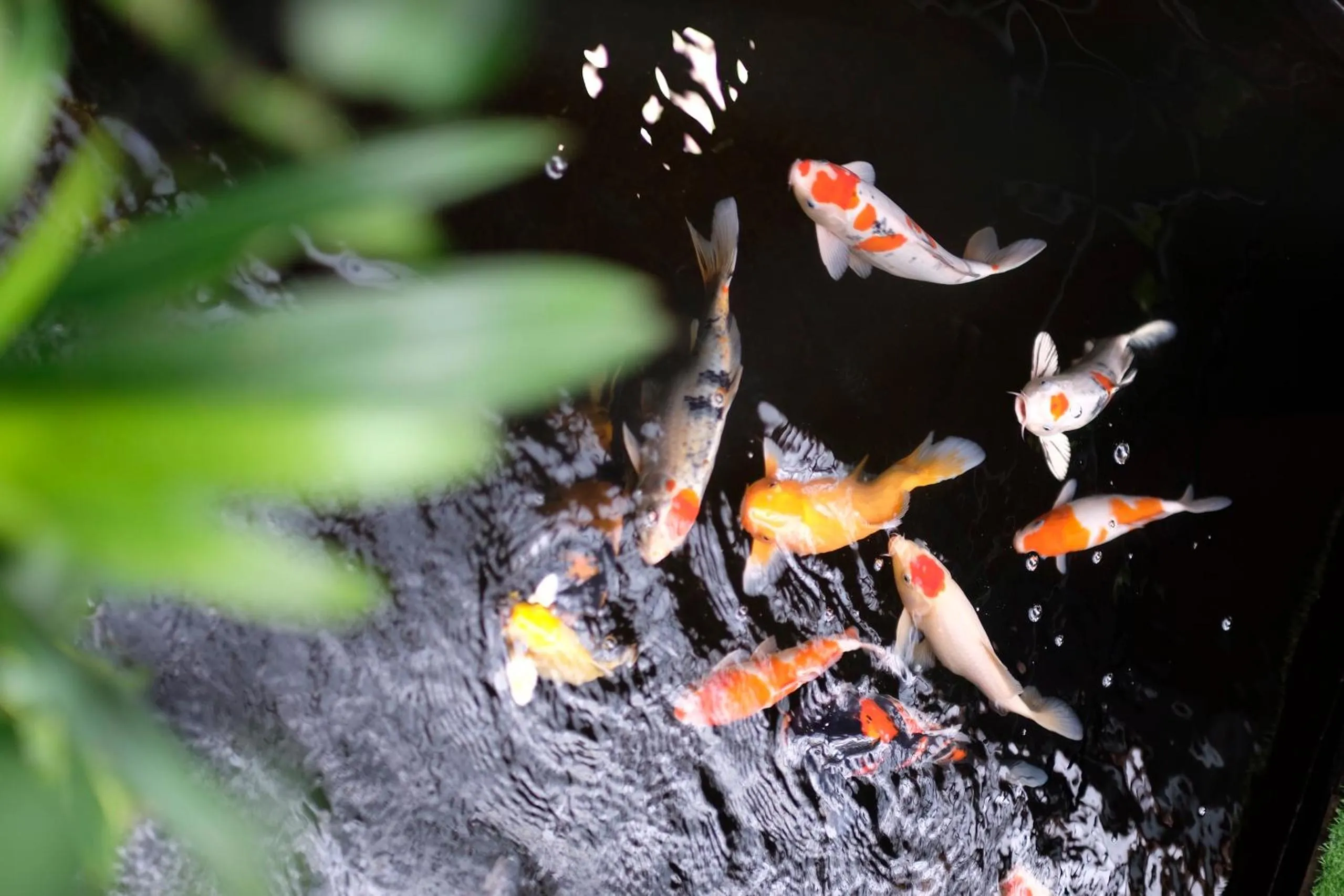 Animals in Villa De Campagne Hoi An- Boutique homestay with pool and family soul