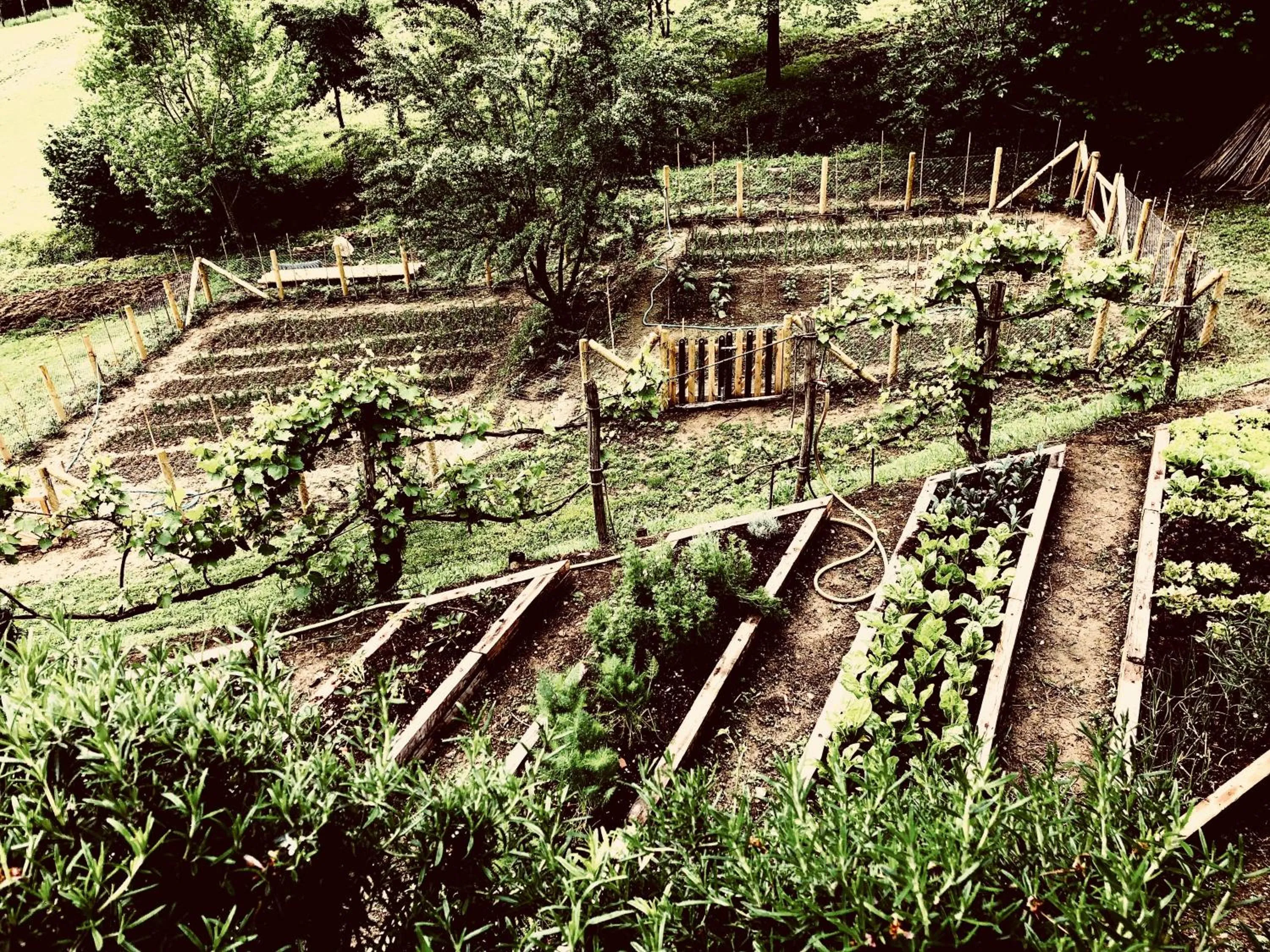 Pippo's Little Resort