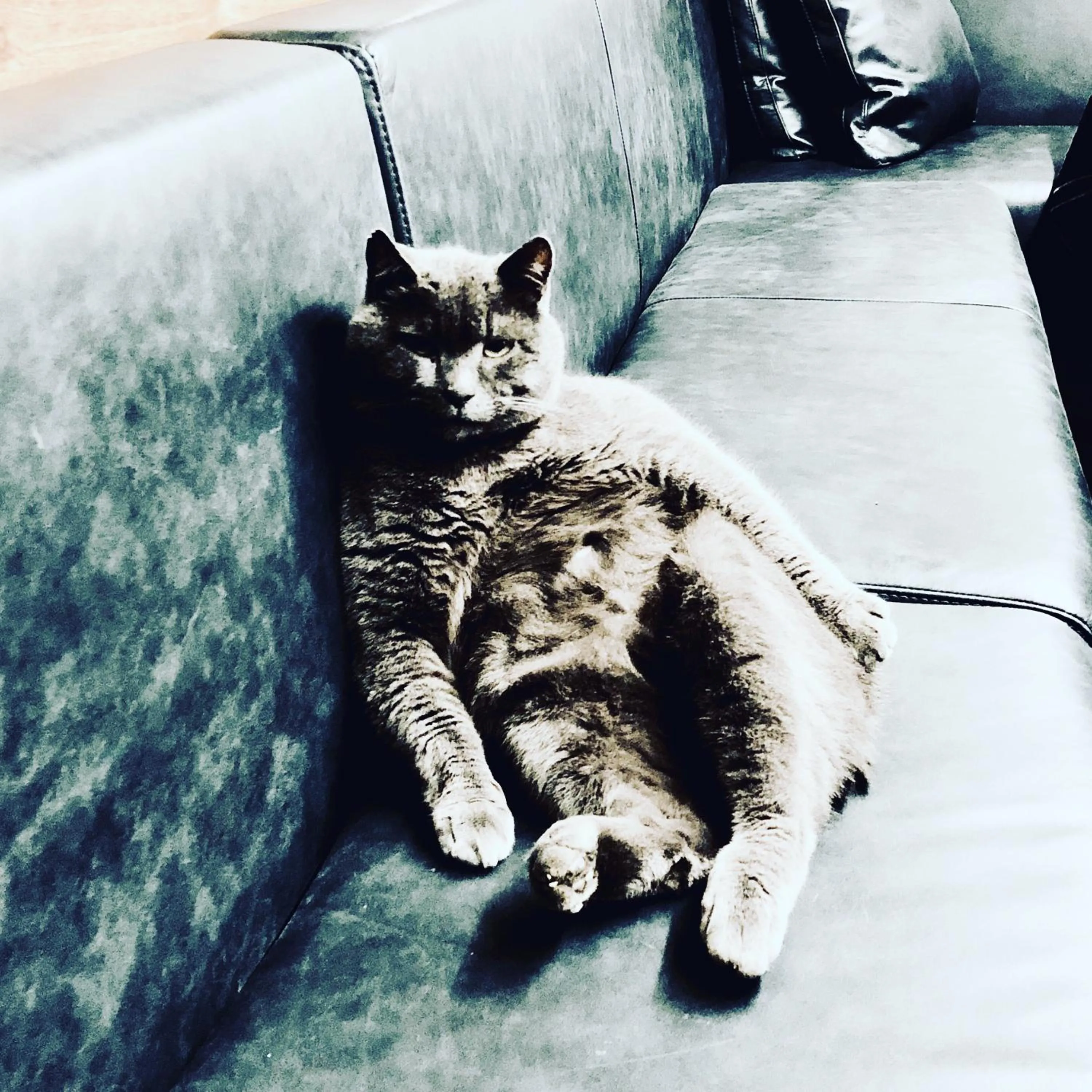 Restaurant/places to eat in Pippo's Little Resort