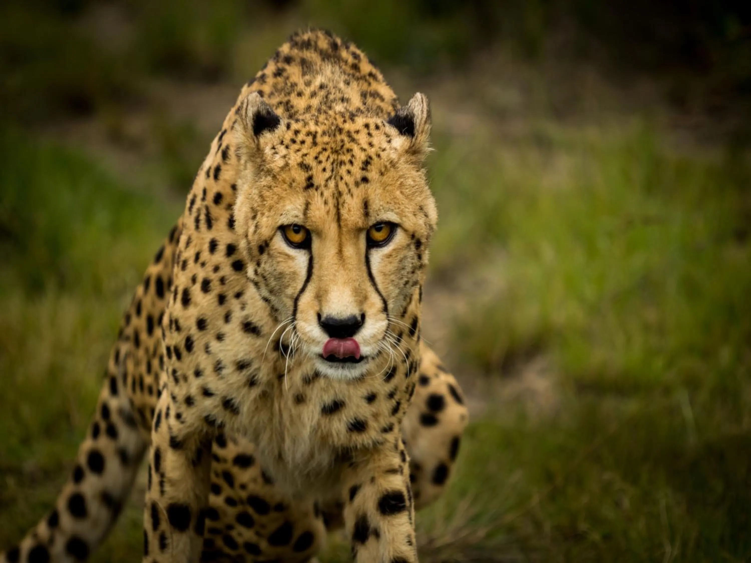 Animals in Lily Pond Country Lodge