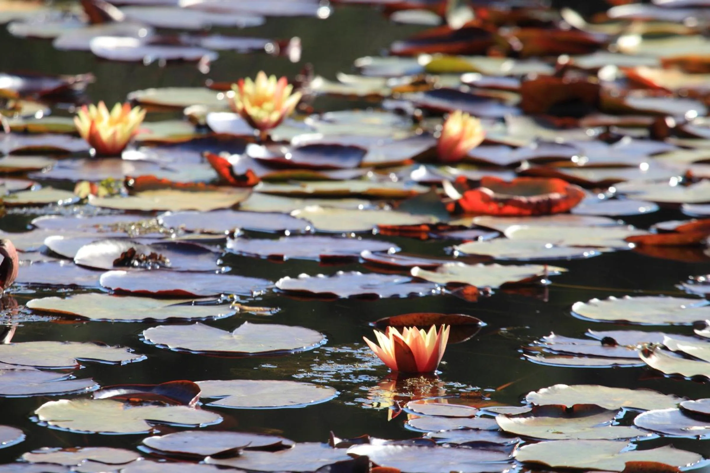 Natural landscape in Lily Pond Country Lodge