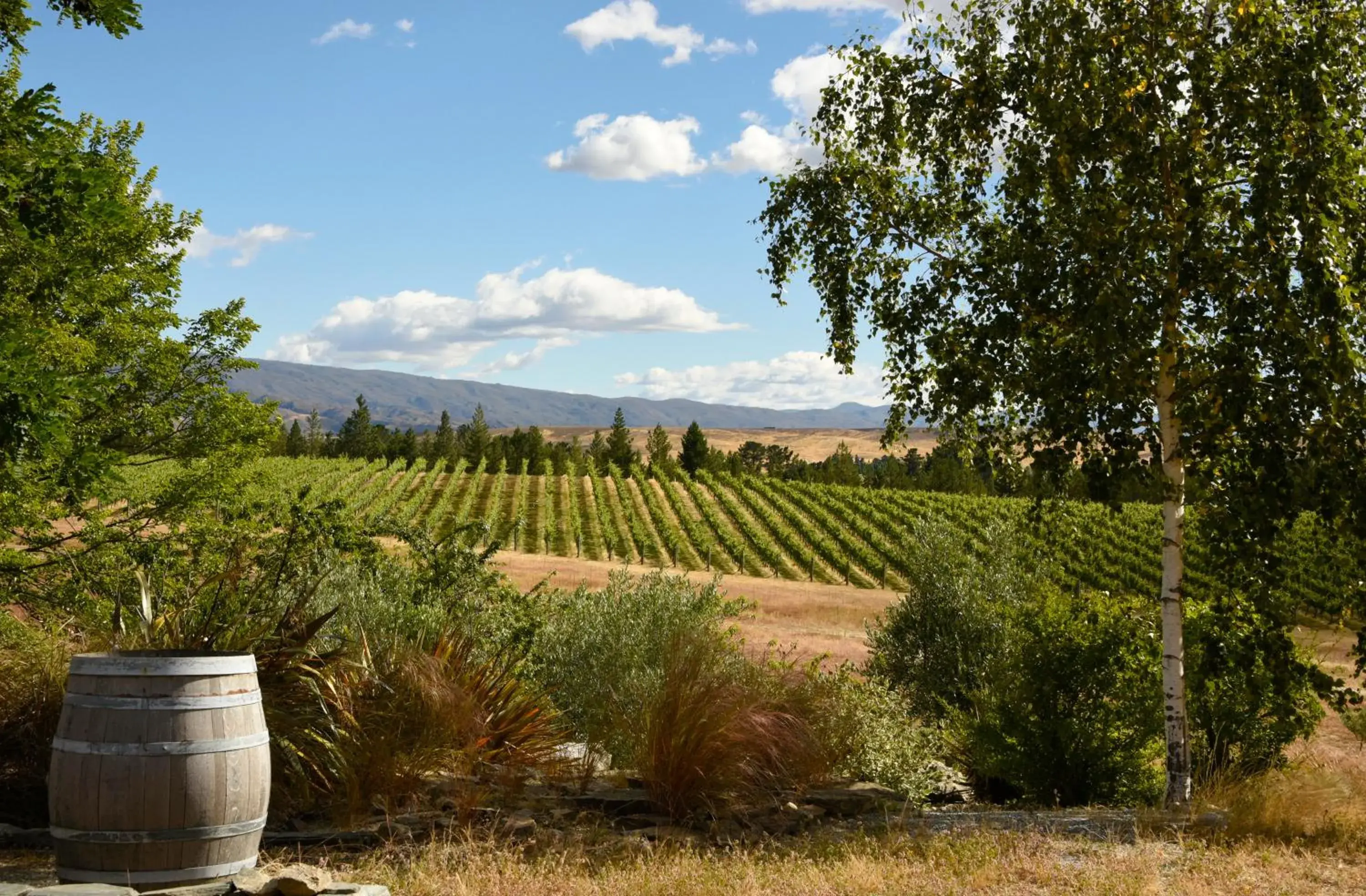 Grey Ridge Vineyard Experience Grey Ridge Vineyard Experience