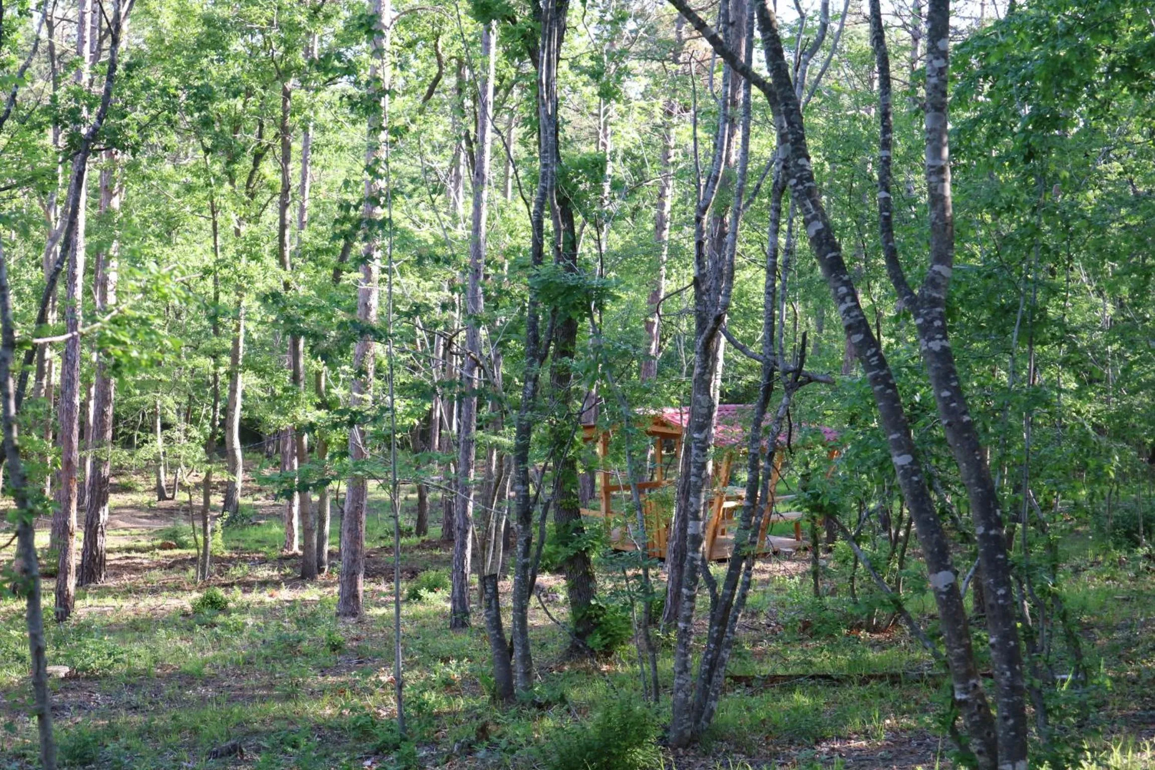Garden view in Park hotel Bellevue