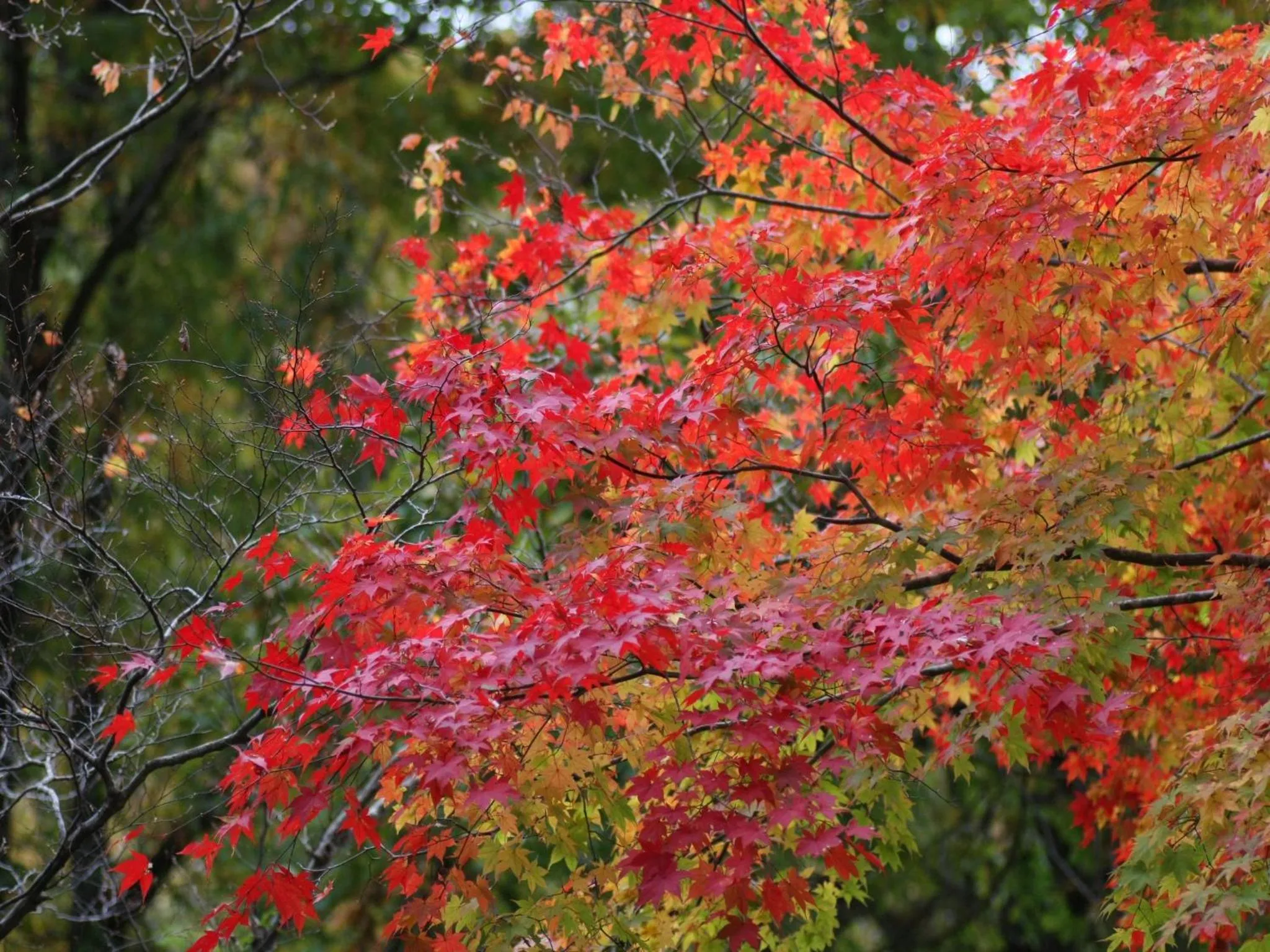 Nearby landmark in Kibi Kogen Resort Hotel