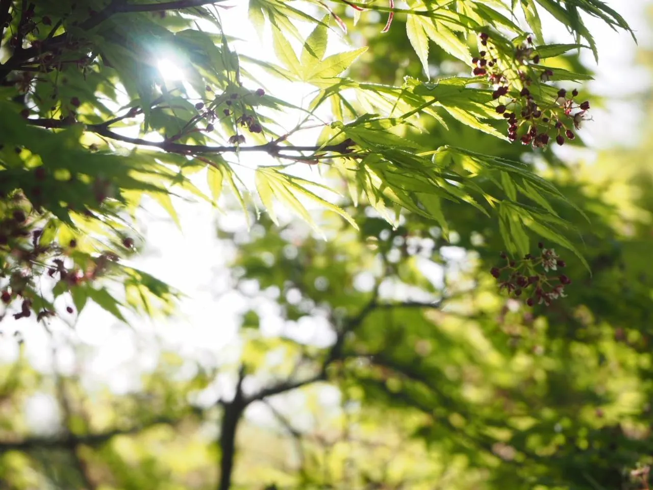 Spring in Gyokusenkaku