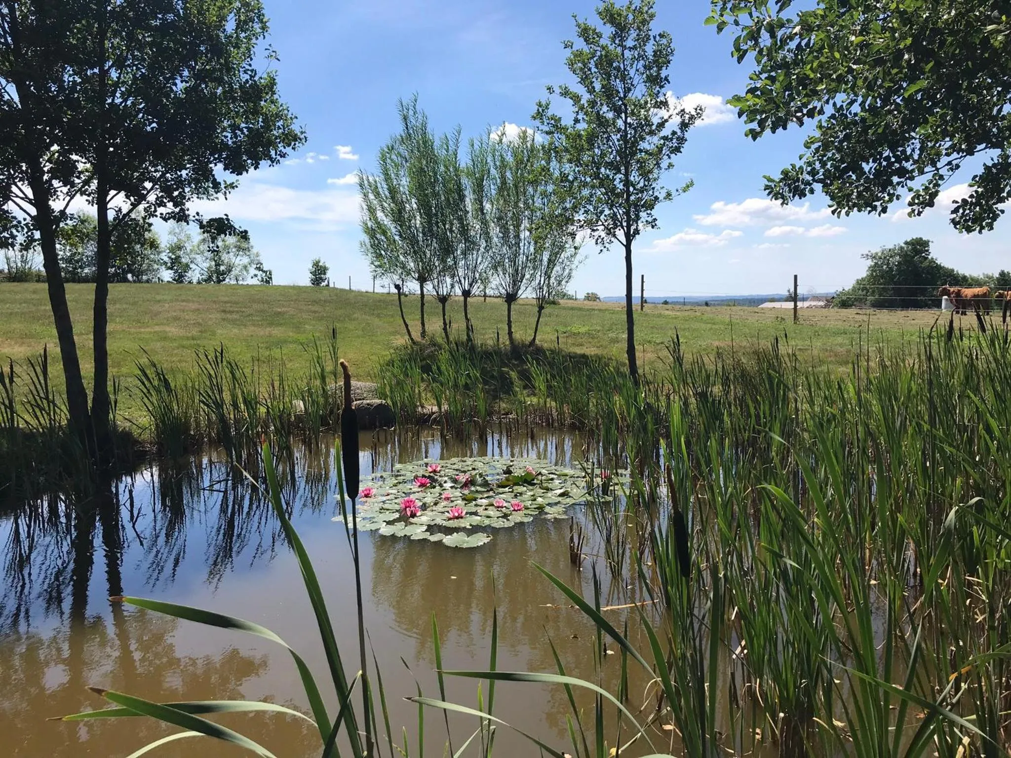 Natural landscape in Husargårdens Bed & Breakfast