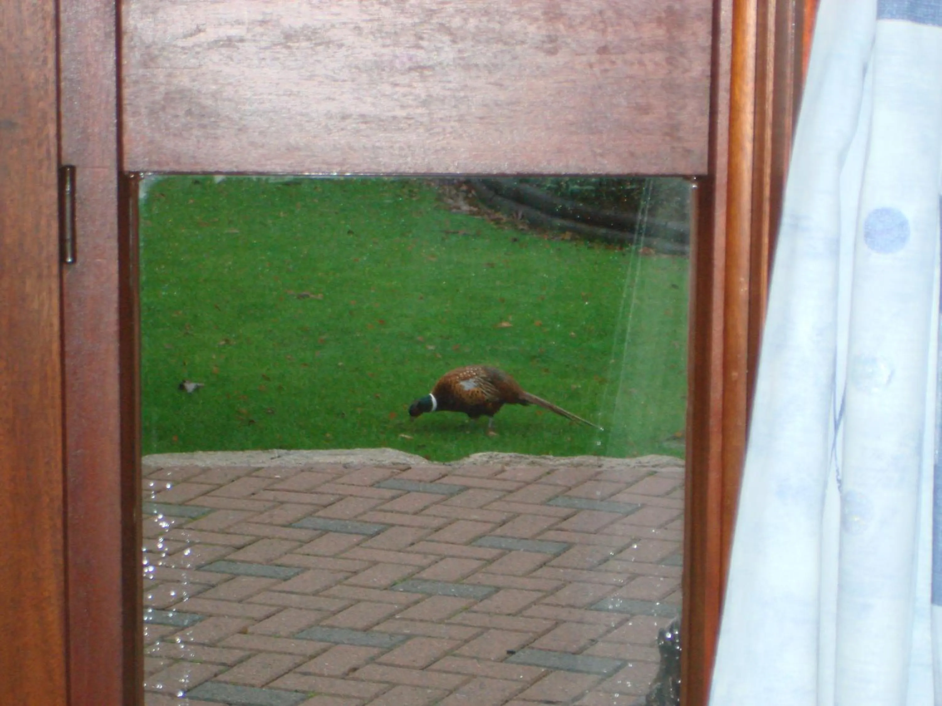 Animals in The Stables B&B