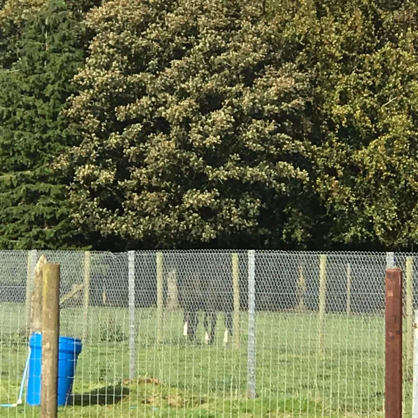 Garden in The Stables B&B