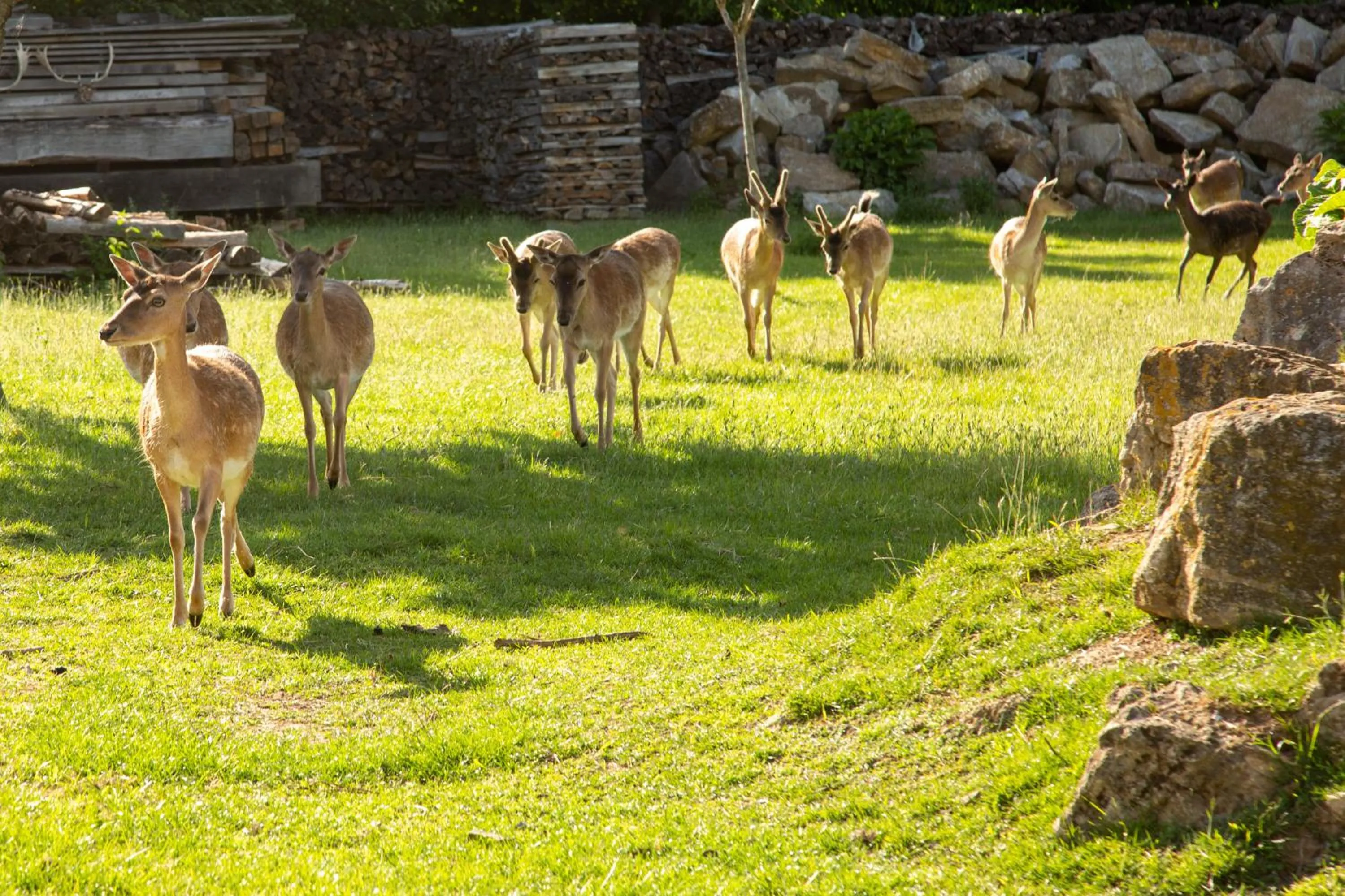 Garden view in Hotel Schwartze