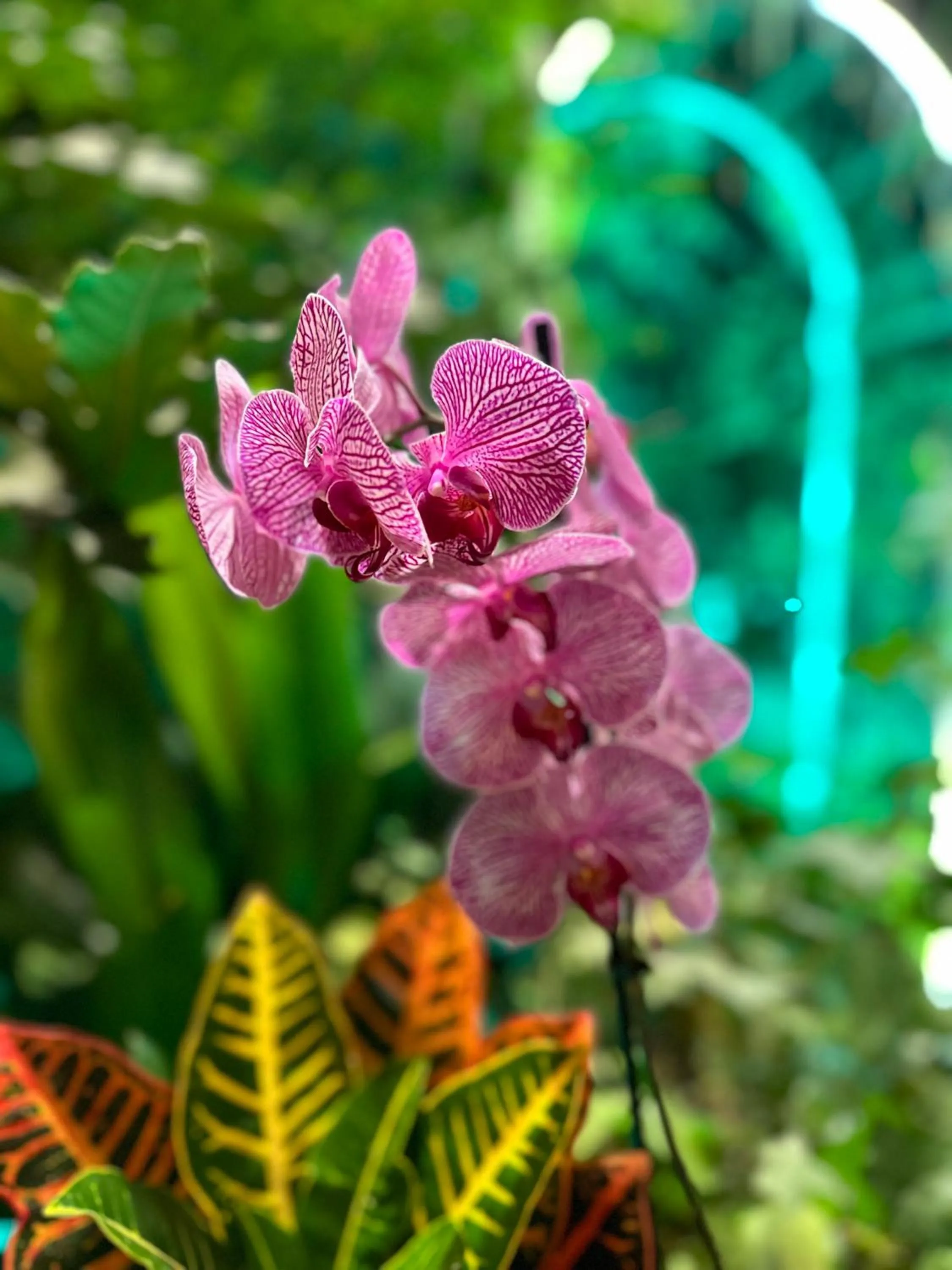 Lobby or reception in Hotel British House