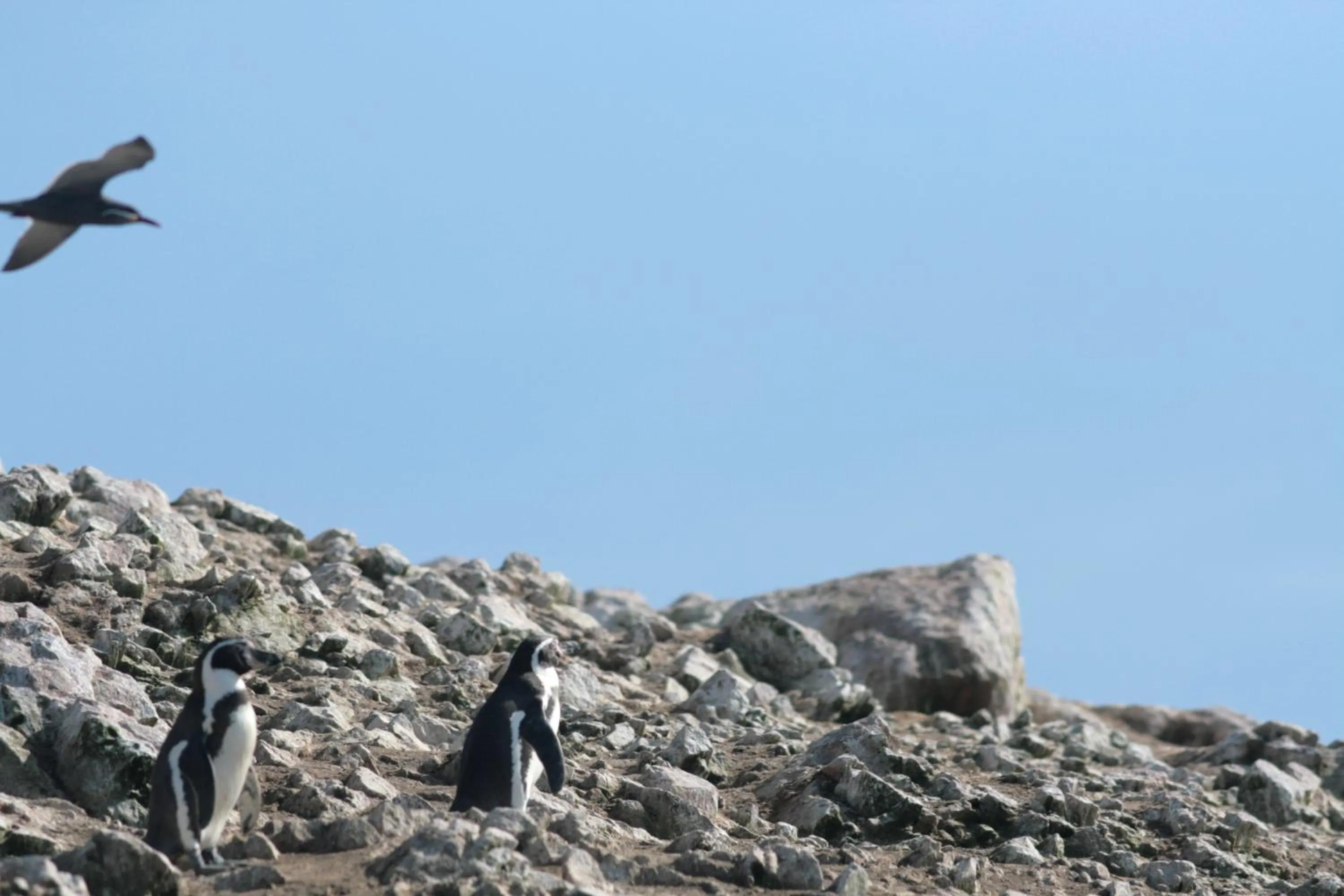 Activities in Hotel Riviera Inka Paracas