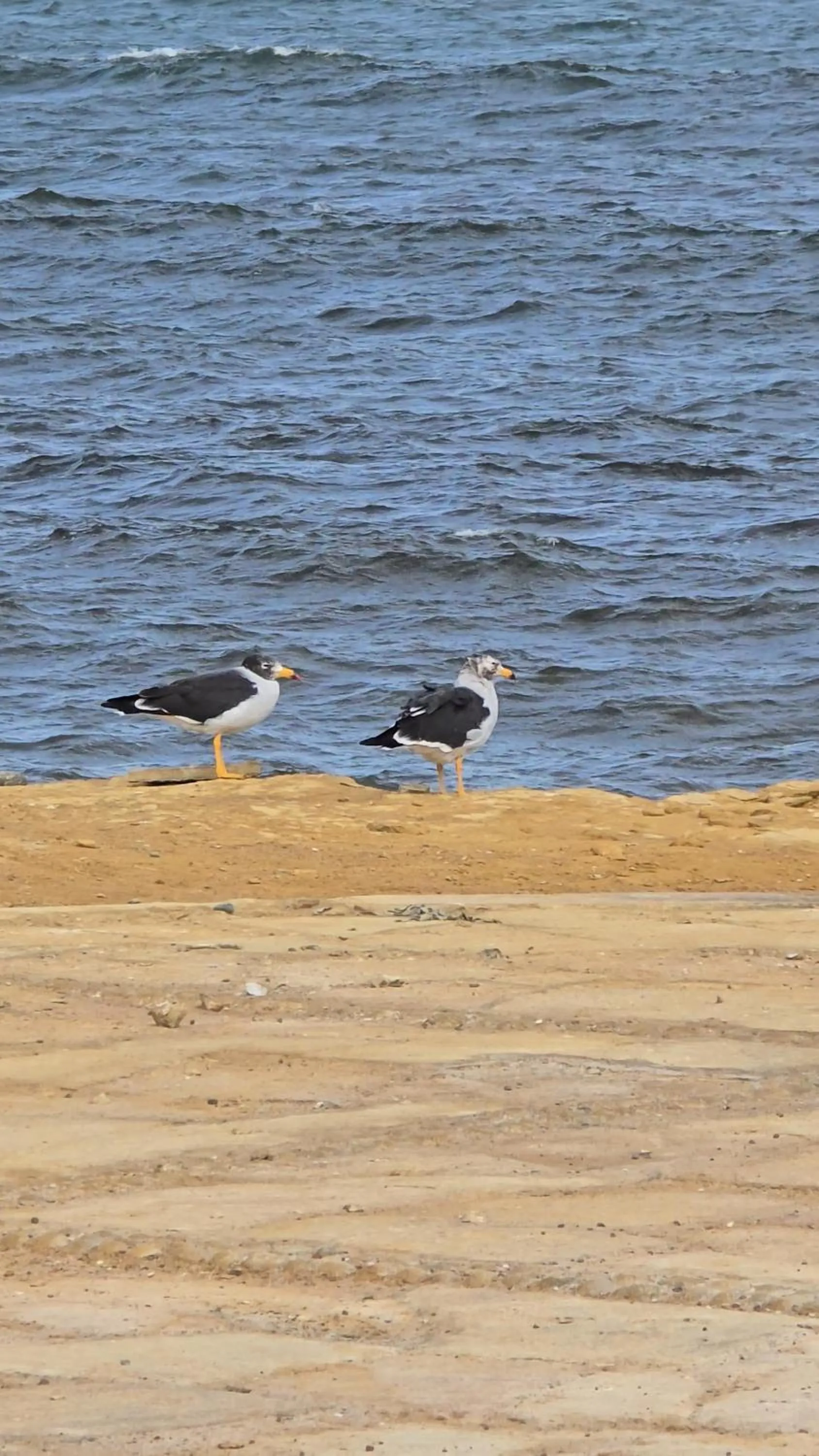 Natural landscape in Hotel Riviera Inka Paracas