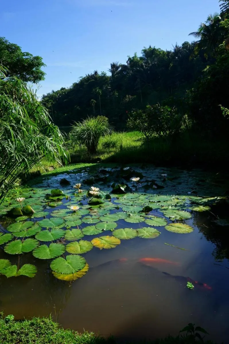 Natural landscape in Rinjani Mountain Garden