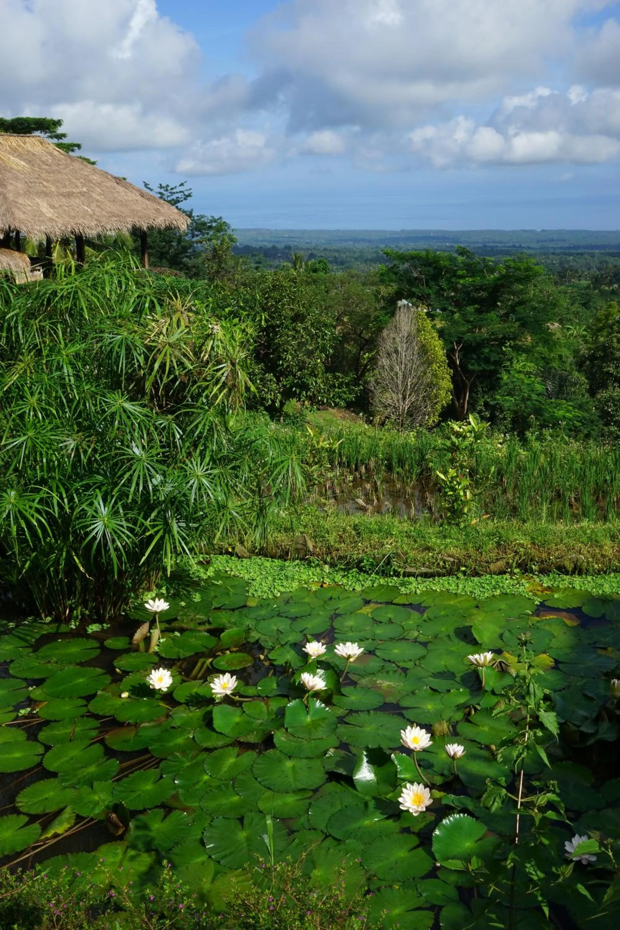 Garden view in Rinjani Mountain Garden