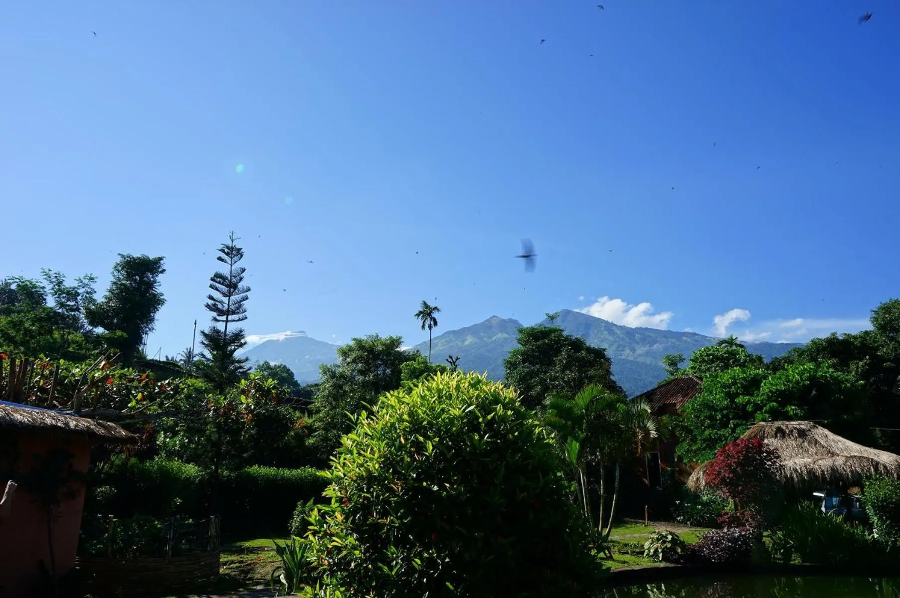 Garden view in Rinjani Mountain Garden