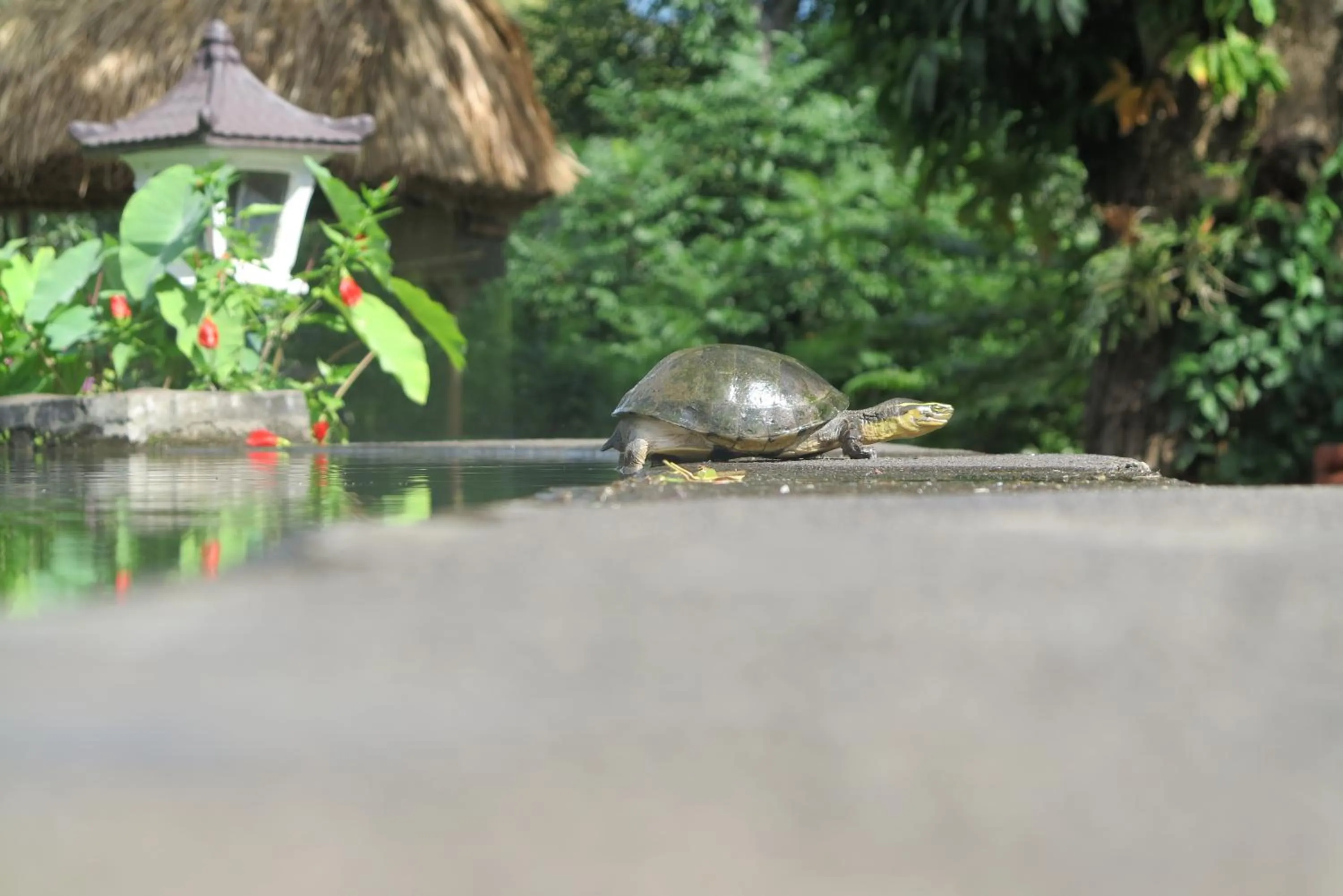 Rinjani Mountain Garden