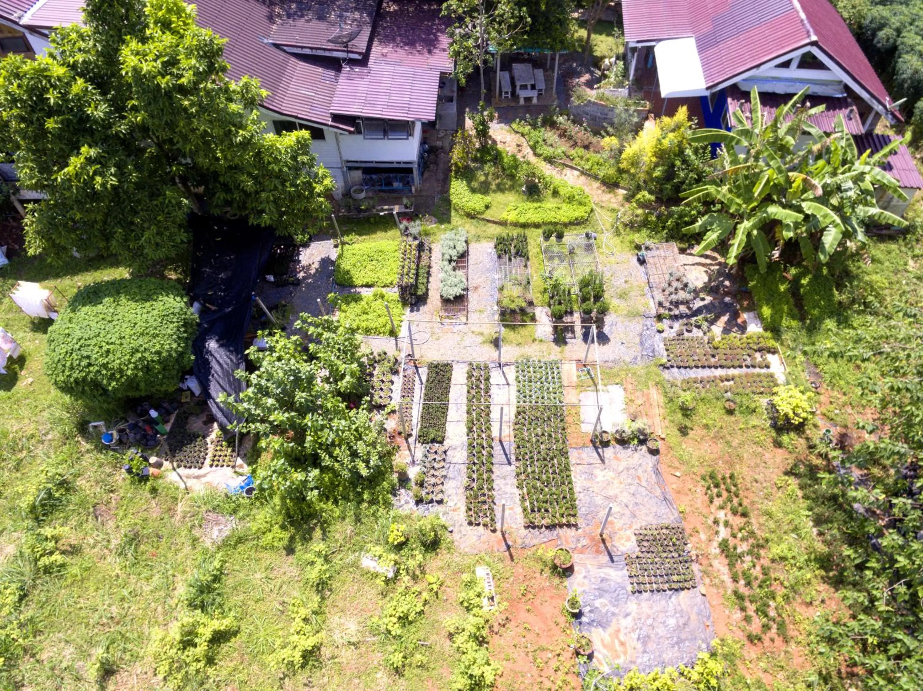 Garden in Rosemary House