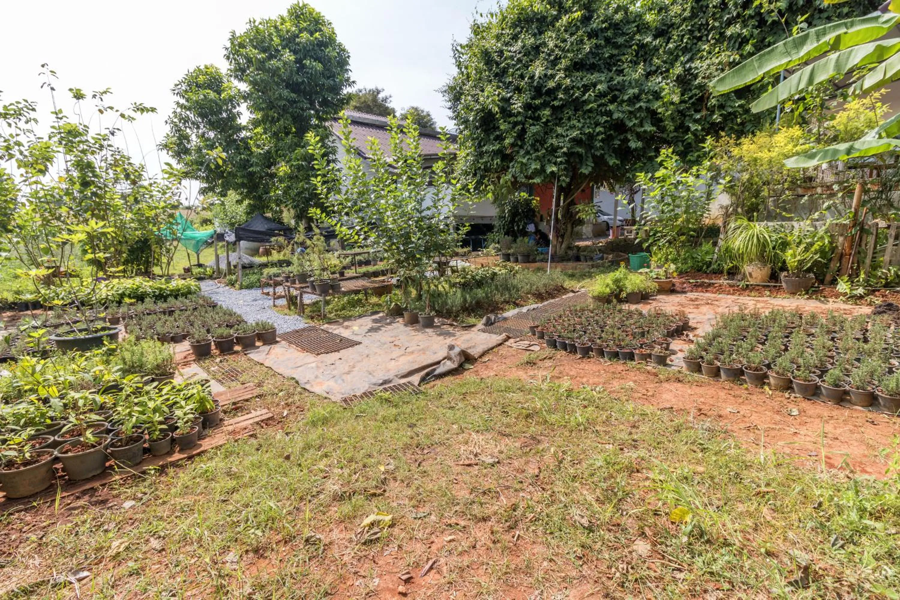 Garden in Rosemary House