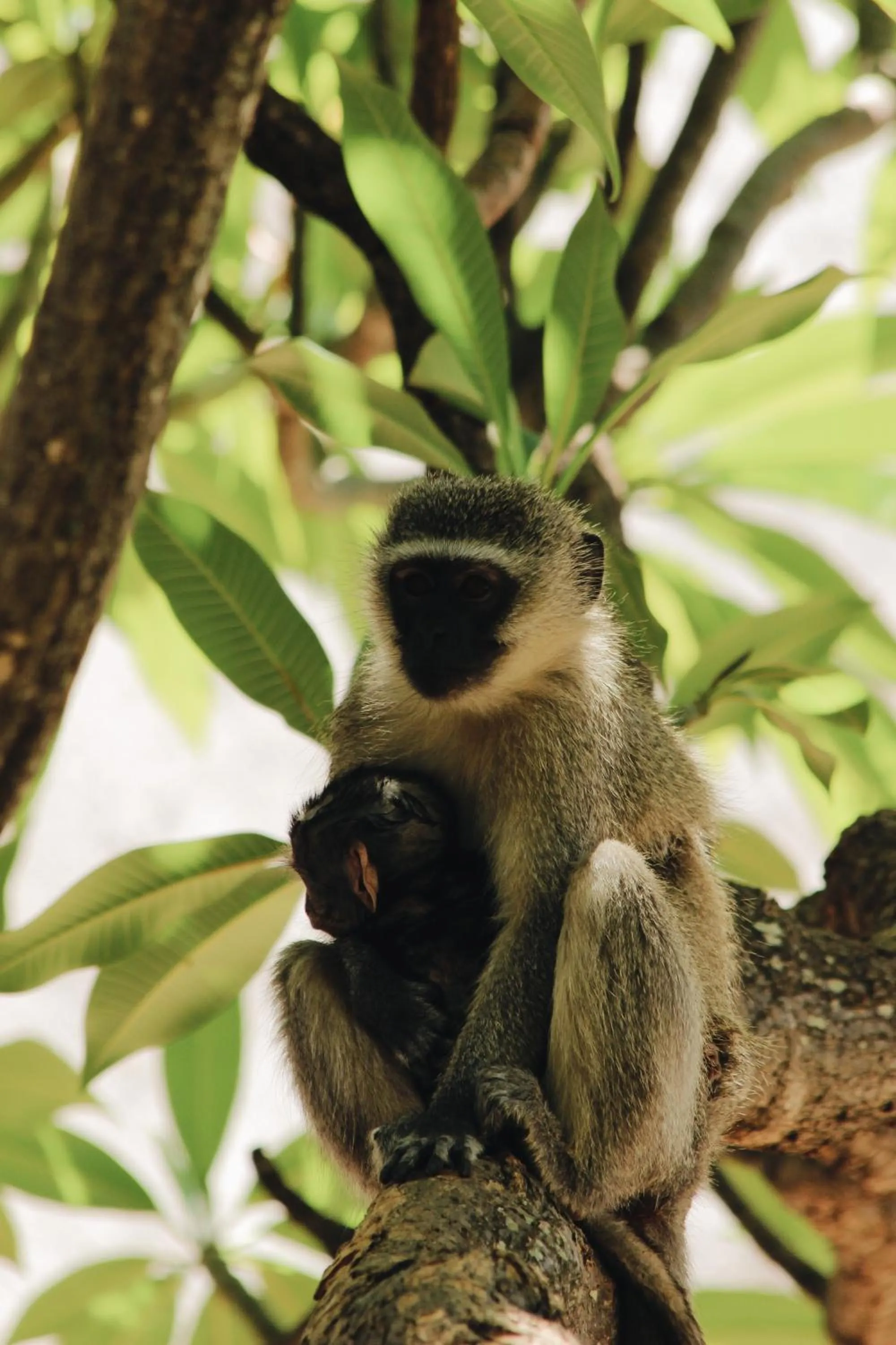 Natural landscape in Nyati Safari Lodge