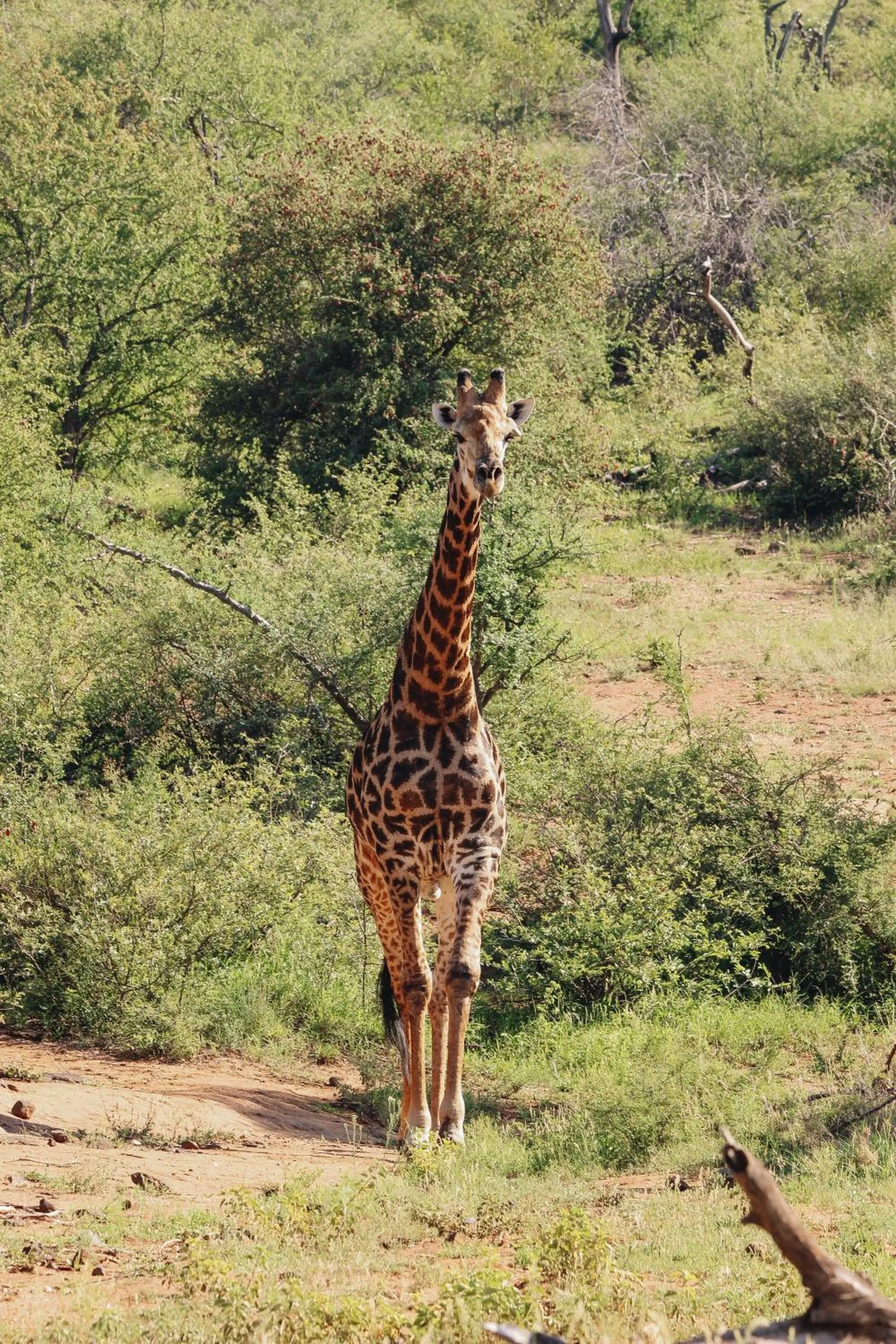 Day in Nyati Safari Lodge