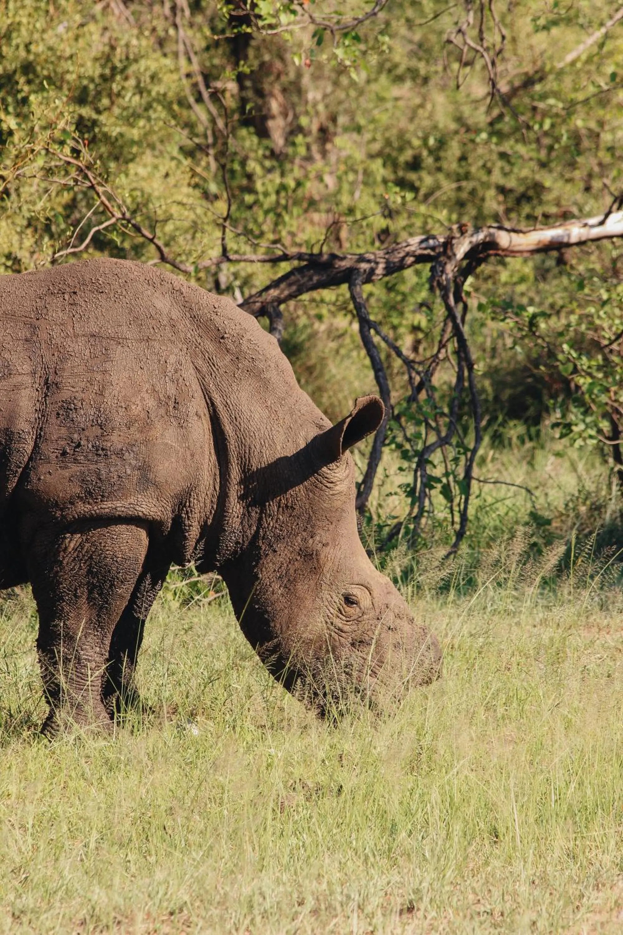 Animals in Nyati Safari Lodge