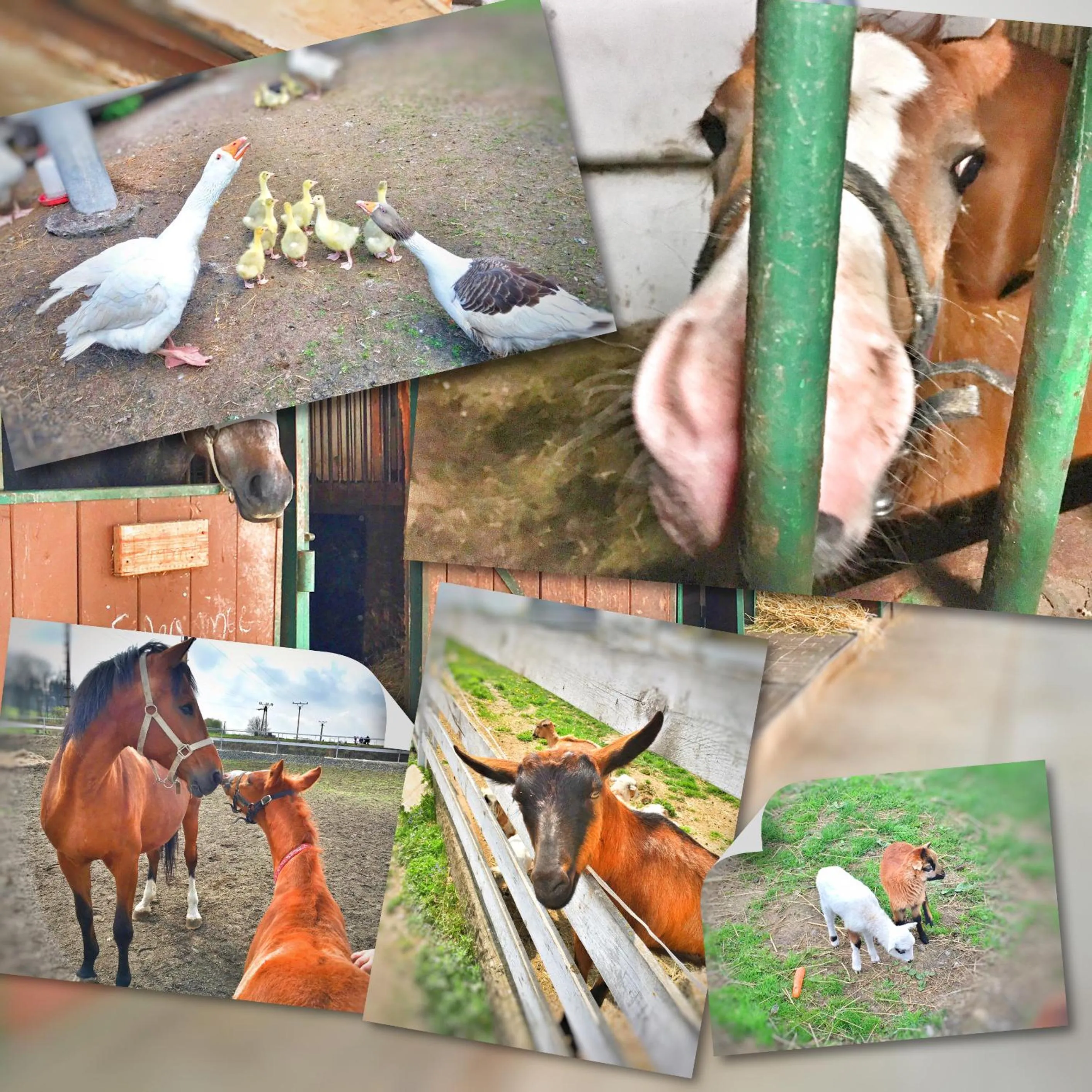 Other in Penzion Pegas Depoltovice